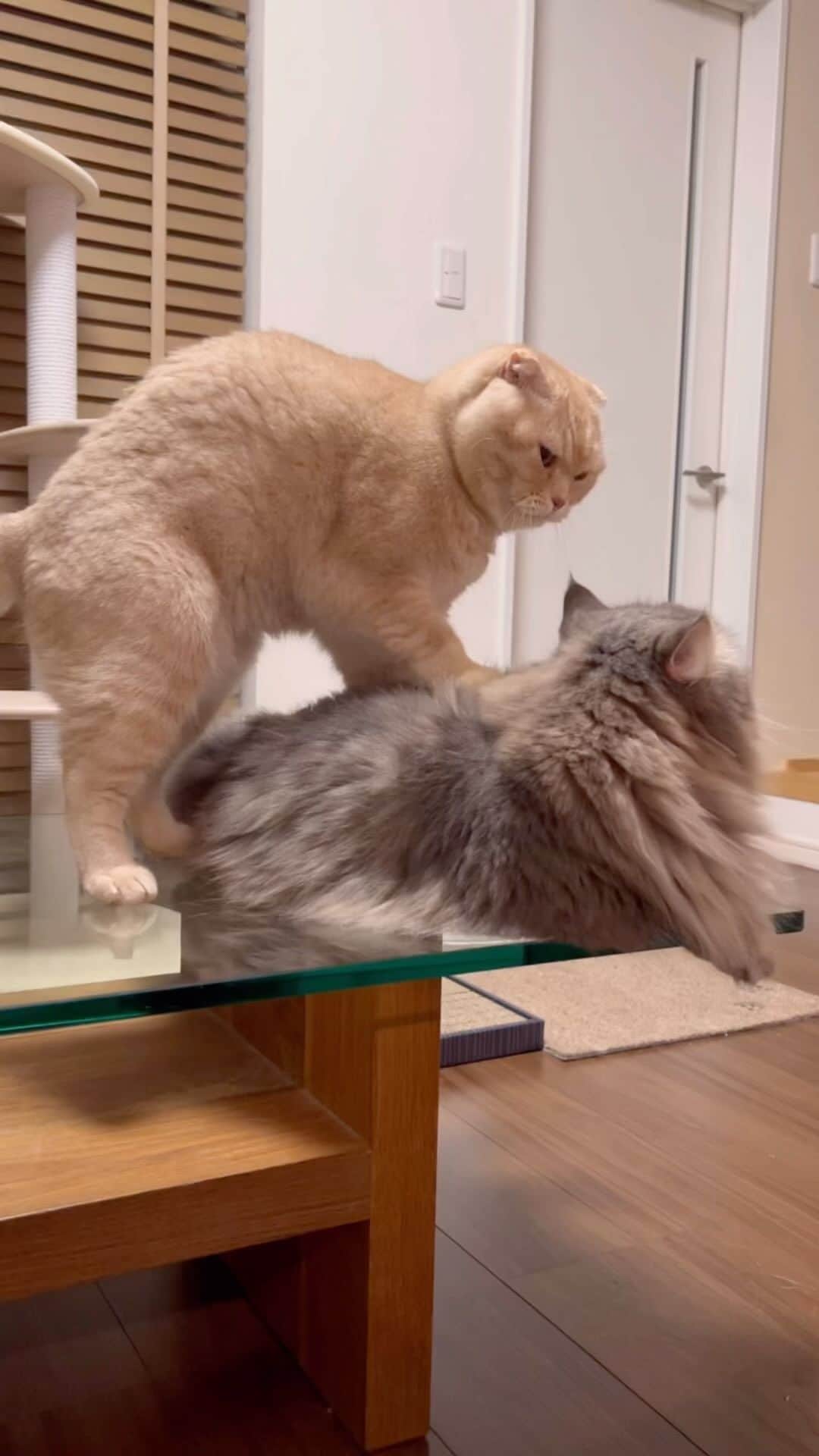 のインスタグラム：「は？？  #スコティッシュフォールドの金ちゃん#スコティッシュフォールド#scottishfold  #ラガマフィンのそうちゃん#ラガマフィン#Ragamuffin #もふもふ#猫　#cat #にゃんすたぐらむ#catsofinstagram  #meowed#9gag #猫のいる暮らし　#ねことの生活」