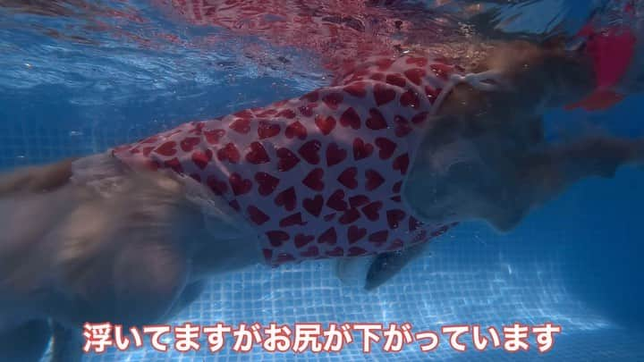 まゆみのインスタグラム：「。 。 水中あーぺー😂 泳ぎが得意な子はお尻が浮く 泳ぎが苦手な子はお尻が沈む 。 そんな残念な体質でも 何とか浮く方法を見つけたのかな？と思っています😂 。 。 #気合い十分 #子犬の時から縦に沈むぺー #子犬はムキムキの筋肉量はないので #筋肉の問題ではないと思うのよね #お尻にオモリ入ってる子 #お尻に浮輪入ってる子」