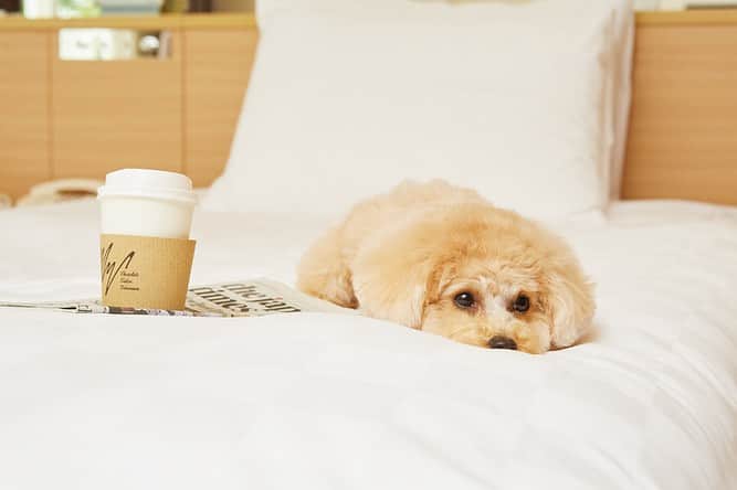 のインスタグラム：「. 夏休みの旅行もわんちゃんと一緒！ 🐶WANderful Stay🐶   グランドプリンスホテル新高輪には、わんちゃんとご一緒にご宿泊いただけるドッグ フレンドリー ルームがございます✨  ペットシーツやフード用ボウルも完備しておりますので、お気軽にホテルステイをお楽しみいただけます🌿 わんちゃんと一緒にとっておきの高輪時間を。   Grand Prince Hotel Shin Takanawa welcomes you and your pet doggie. Our 'WANderful Stay Plan' includes dog amenities such as pet sheets (toilet seats) and bowls. Enjoy a memorable stay with your lovely friend.    #グランドプリンスホテル新高輪 #旅行 #国内旅行 #ホテル #ステイケーション#夏休み #犬と旅行 #犬と泊まれるホテル #愛犬と泊まれるホテル #高輪時間 #princehotels #trip #hotel #grandprincehotelshintakanawa #staycation #わんちゃん #愛犬 #犬 #dog #pet #travelwithdog #travelwithdogs」