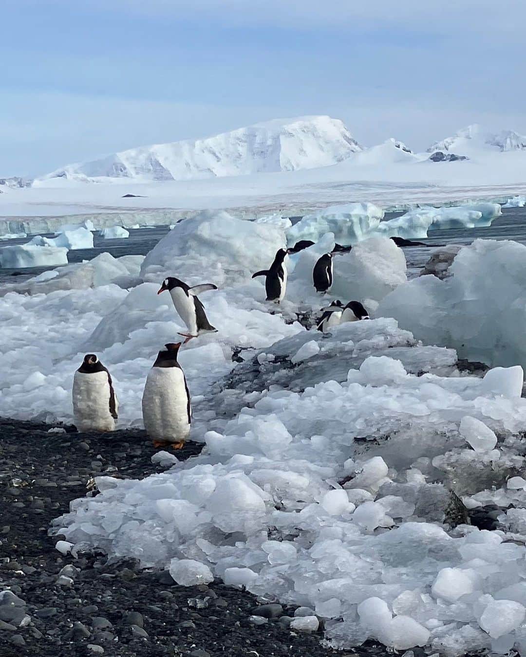 INSIDE FUJINGAHOさんのインスタグラム写真 - (INSIDE FUJINGAHOInstagram)「🚢南極クルーズ2週間の旅🚢  氷に覆われた大陸・南極が、新たな観光スポットとして注目を集めています。  フランスのクルーズ会社、ポナンが実施する最新鋭の砕氷船 （さいひょうせん）によるクルーズもそうした旅のひとつ。南極の短い夏が終わろうとする3月、シーズン最後のクルーズが実施されました。  こちらの写真と動画は、その船旅取材の際に編集部が撮影したもの。オットセイの赤ちゃんやヨチヨチ歩きのペンギンがキュートです。  婦人画報プレミアムでは、2週間の船旅をリポートしています。ぜひあわせてご覧ください。（編集AY）  #婦人画報 #婦人画報プレミアム #南極 #南極クルーズ #船旅 #旅好き #旅好きな人と繋がりたい #」7月26日 18時23分 - fujingahojp