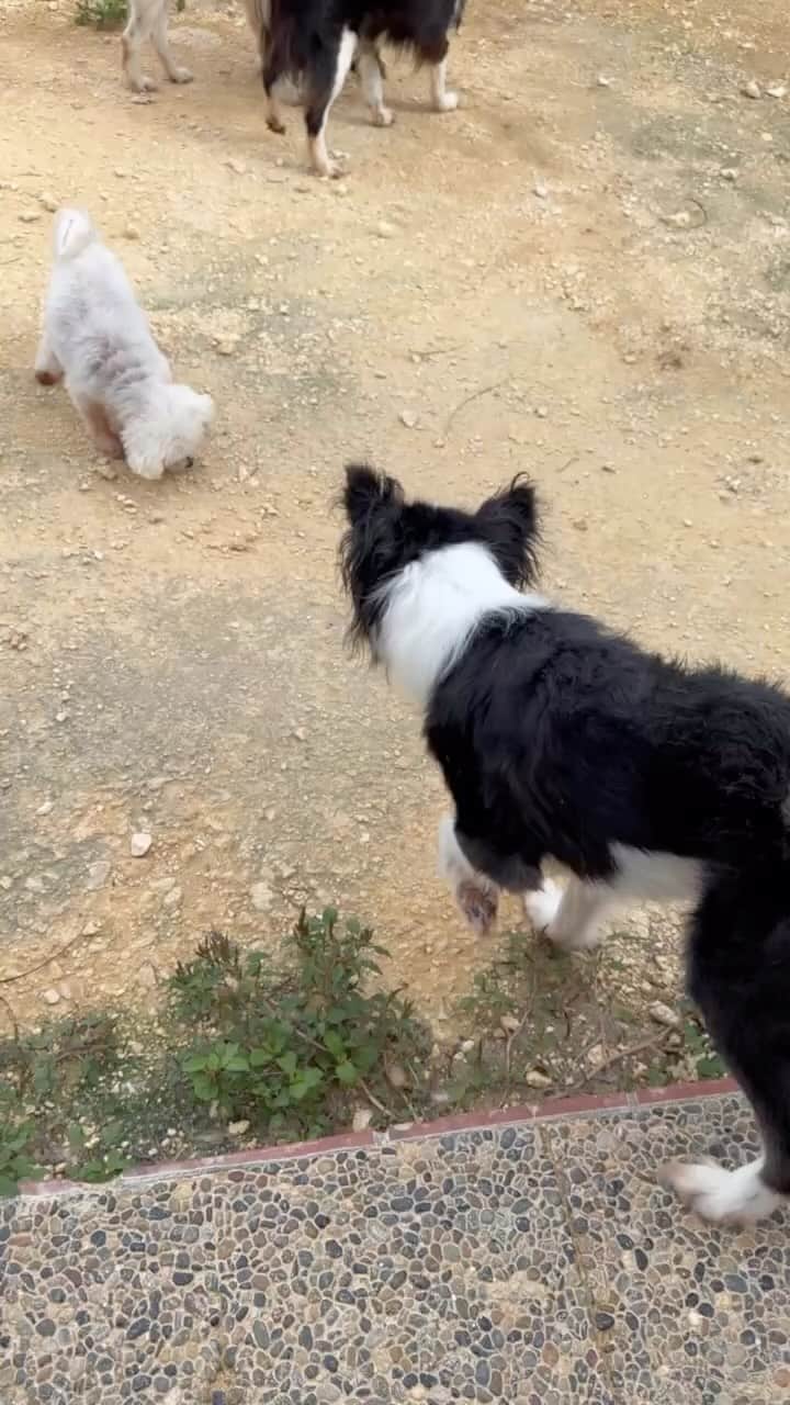 のインスタグラム：「ボブの記録💙」