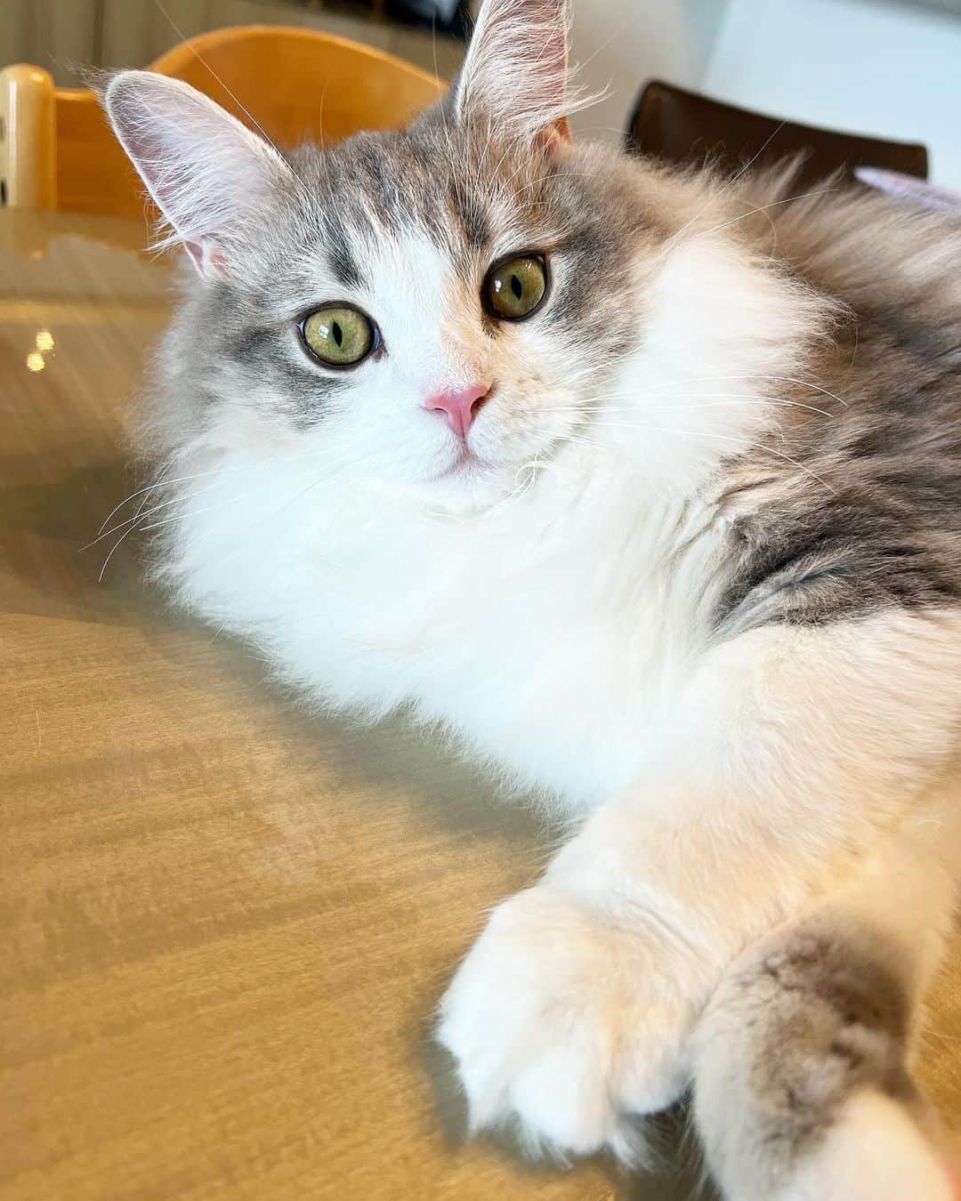 加護亜依のインスタグラム：「あいぼんちの猫様💕 ふわふわ大きくなったでしょ？☺️  今日はティナちゃんと初めての撮影なの！ すごくすごく楽しみにしていた💓💓💓  はぁ。。。 今日も可愛くてゴージャスで、いつも上から😂私を見守ってくださってありがとう❤️ 突然の猫キックや、夜の大運動会も、基本的に眠そうな姿も、全然笑ってくれない顔や、毎日私を「誰だろう？」みたいな顔で近寄ってくるのも大好き！笑  猫の気持ちは正直まだわからないけど、ただひたすらに好きだよ💛」