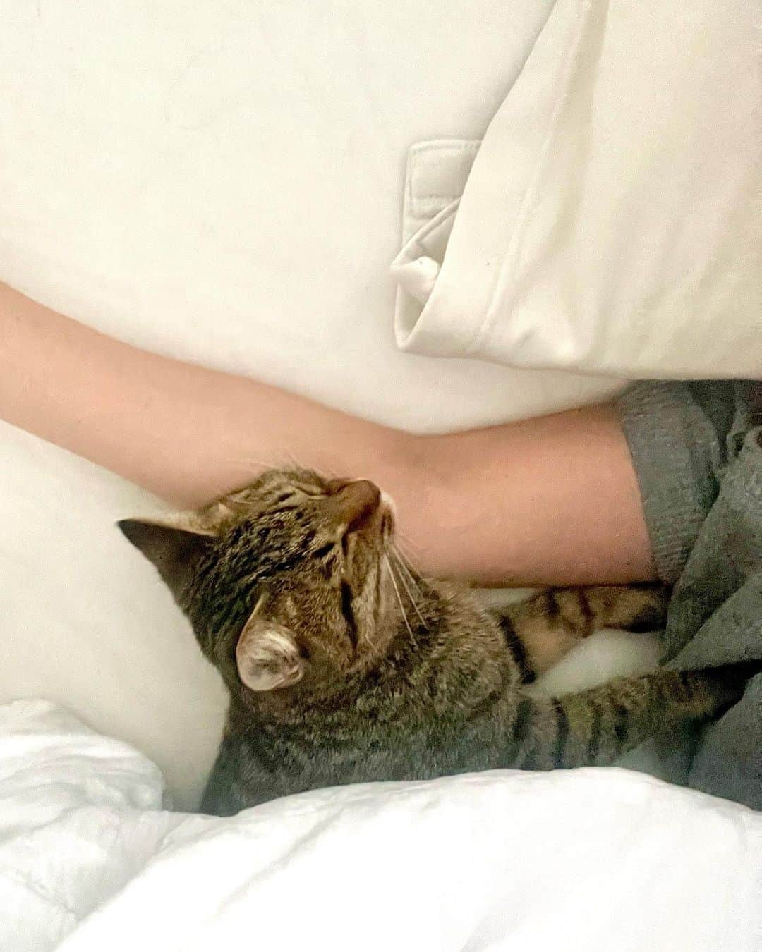 のインスタグラム：「・ 朝方になるとベッドに入り込んできて ゴロゴロ鳴きながら腕枕で寝ているトラ。  首の骨を負傷して歩くことも難しいかもと言われていた子がこんなに元気になってくれてた。  Luakyも帰ってきてくれたし これ以上の幸せってあるのかな。 いや、ないな。 そんな風に思えて幸せな朝でした。  さぁ！ 今日はコラボジャケットの撮影です😊✨ @o0u_official と一緒にワードローブの定番になって欲しいマニッシュなジャケットを作ったので素敵に撮影できますように🙏🏻 ・ ・ #自分メモ #保護猫」