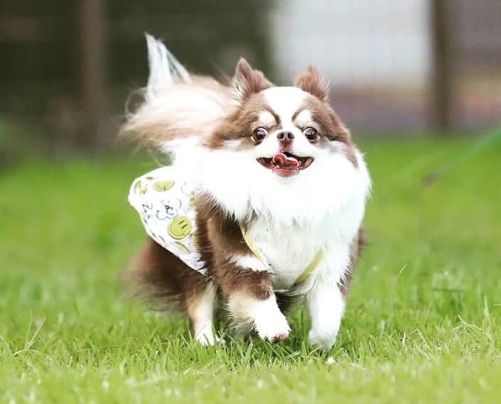 犬小屋??さんのインスタグラム写真 - (犬小屋??Instagram)「浜名湖でのふしぎちゃん。 うちでも可愛い❤️ 外でも可愛い❤️  #chihuahua  #chihuahuastsgram  #dog  #dogsofinstagram  #チワワ #チワワ大好き  #ロングコートチワワ  #ブルーリボンスタイル #ふしぎすたぐらむ  #チワワ多頭飼い  @bururibbonstyle」7月26日 10時43分 - tiwa1109