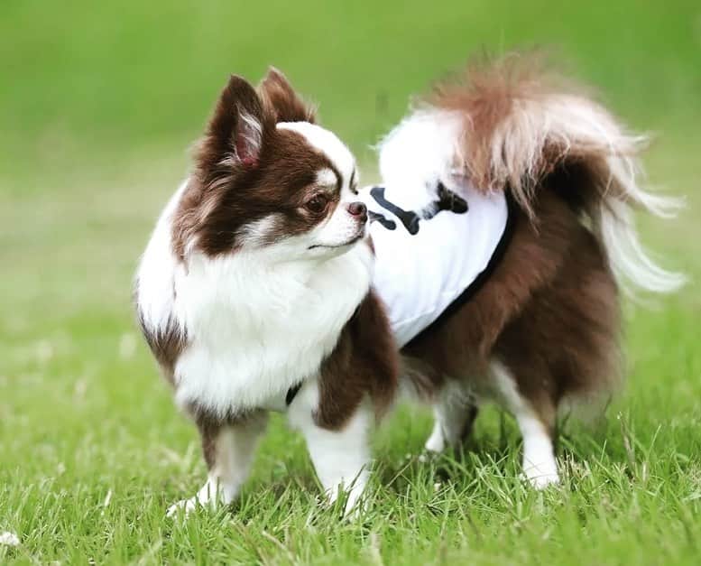 犬小屋??さんのインスタグラム写真 - (犬小屋??Instagram)「浜名湖でのふしぎちゃん。 うちでも可愛い❤️ 外でも可愛い❤️  #chihuahua  #chihuahuastsgram  #dog  #dogsofinstagram  #チワワ #チワワ大好き  #ロングコートチワワ  #ブルーリボンスタイル #ふしぎすたぐらむ  #チワワ多頭飼い  @bururibbonstyle」7月26日 10時43分 - tiwa1109