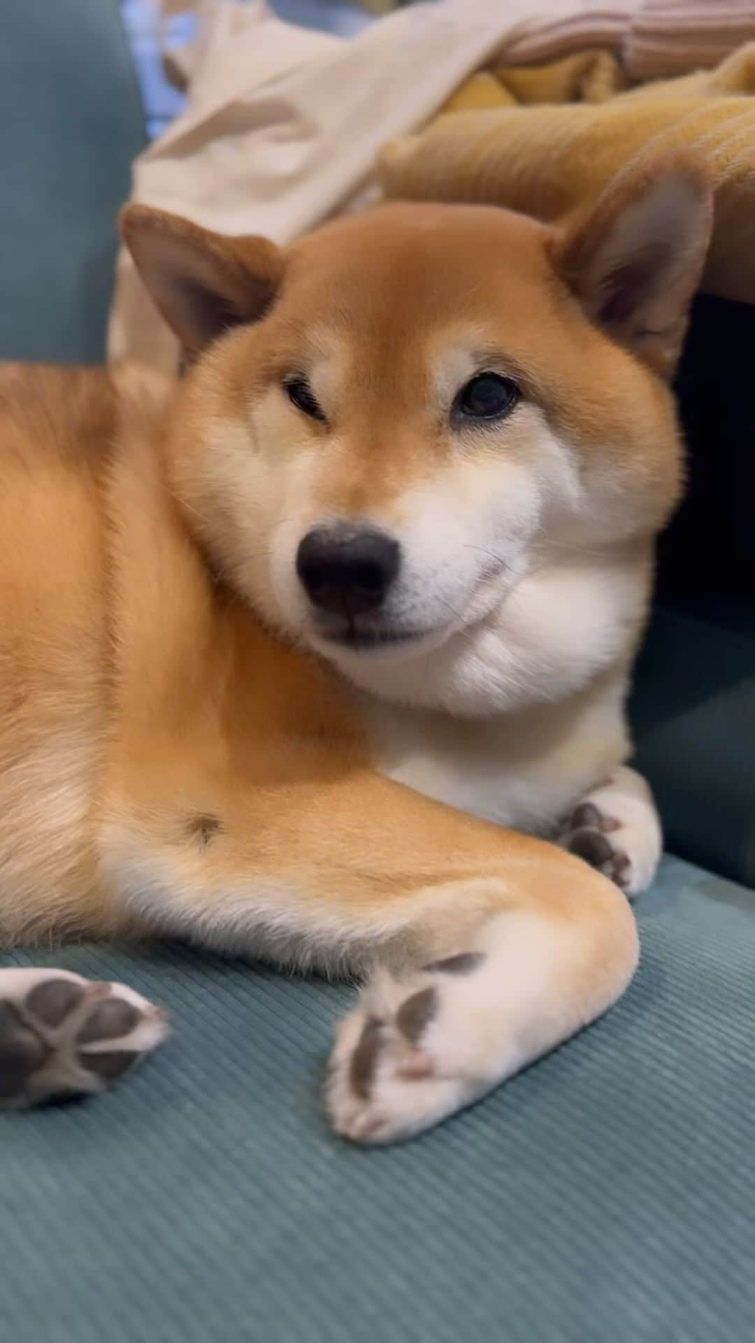 Shibainu Pontaのインスタグラム：「スイートぽん様💖  #メルボルン #melbourne  #melbourneshiba」