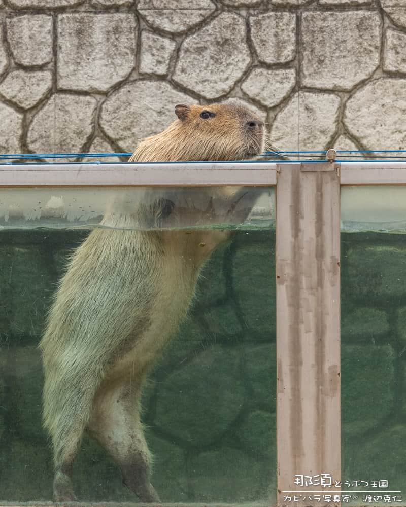 渡辺克仁さんのインスタグラム写真 - (渡辺克仁Instagram)「涼し気な写真をお届けします。  #カピバラ #水豚 #capybara #那須どうぶつ王国」7月26日 11時58分 - katsuhito.watanabe