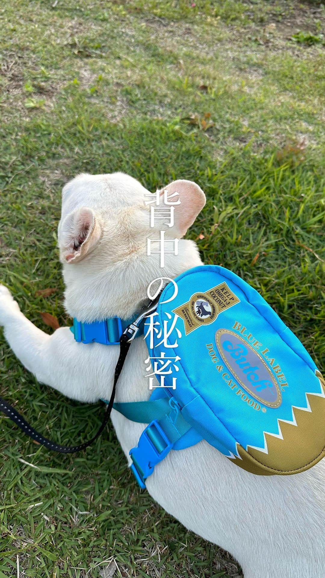 Udon うどんのインスタグラム