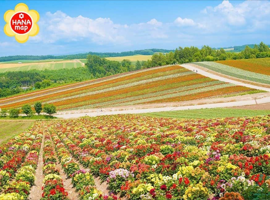 はなまっぷ❁日本の花風景のインスタグラム