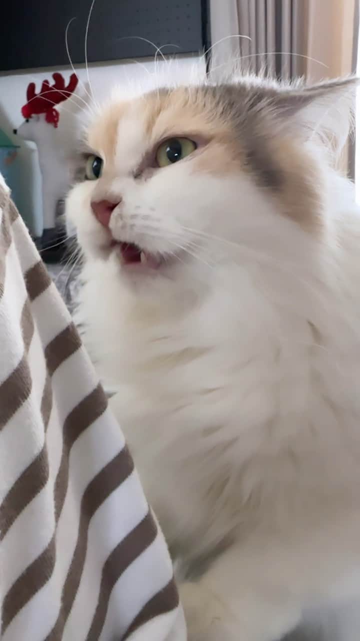 むぎちょこのインスタグラム：「🐱スンスンスンスン 🙀ズガーーーーン      👩そんなに 臭う？          🐱ぷりん #フレーメン #flehmen #Flehmenresponse  #サイベリアン #猫 #ねこ #ねこすたぐらむ  #ペコねこ部 #catoftheday #catlife」