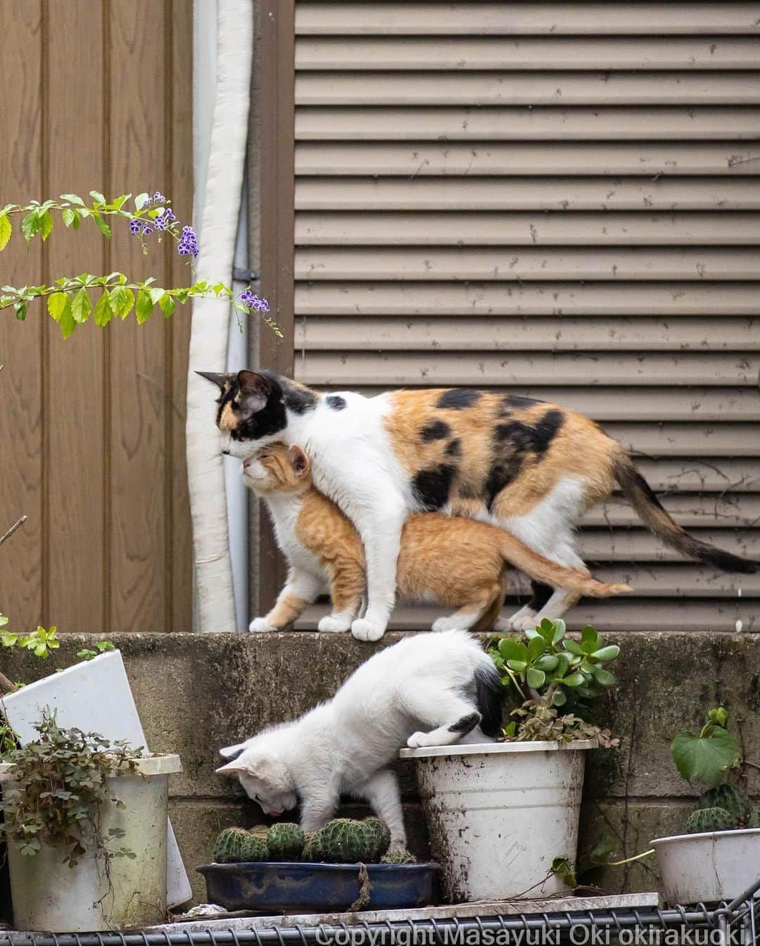 Masayukiさんのインスタグラム写真 - (MasayukiInstagram)「触れる。  #cat #ねこ #猫 #東京カメラ部 #nekoclub  #mmgtw #my_eos_photo  #yourshotphotographer」7月26日 12時52分 - okirakuoki