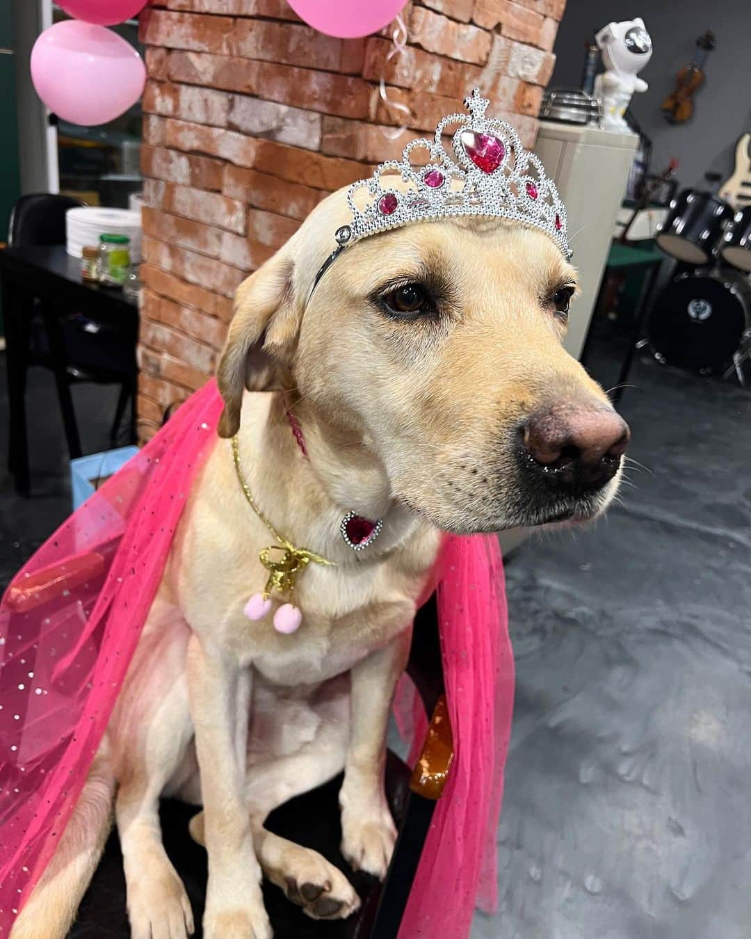 チェ・ヨジンさんのインスタグラム写真 - (チェ・ヨジンInstagram)「💕💕💕에덴마을의 노아공쥬💕💕💕 . #labrador #retriever  #래브라도리트리버」7月26日 13時00分 - yjyjyjyjyj_yj