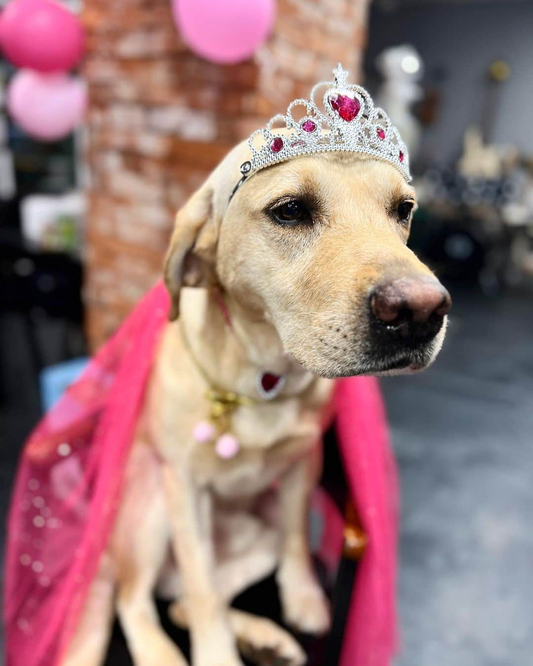 チェ・ヨジンさんのインスタグラム写真 - (チェ・ヨジンInstagram)「💕💕💕에덴마을의 노아공쥬💕💕💕 . #labrador #retriever  #래브라도리트리버」7月26日 13時00分 - yjyjyjyjyj_yj