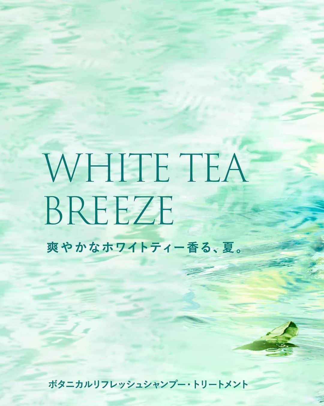 BOTANIST Chineseのインスタグラム：「【WHITE TEA BREEZE✨ 清新的白茶香，夏天來了】 『植物性清爽系列』在台灣、香港發售了！  清新的白茶香，夏天來了。 調香師嚴選的香味，那份揉合清新柑橘與茶葉的香氣，將在心中舒適地散開，那就是『白茶』。 讓您身心沉醉在這香氣之中，充滿了濕潤與新鮮。  洗完後，您將能感受到清爽的涼感，引領你的髮絲和皮膚達到潤澤的效果。  此外，從頭皮開始進行全面的抗衰老護理* 系列 #植物學根部 現已初次亮相🌿 請享受清新的淨化感，溫和的冷涼感，以及特別的香氣♪  * 是指根據年齡進行的保養  #BOTANIST #botanicalbeauty」