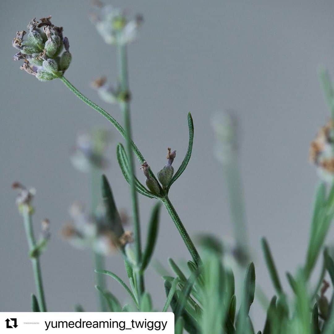 松浦美穂のインスタグラム：「#Repost @yumedreaming_twiggy with @use.repost ・・・ .  YUMEDREAMING ユメドリーミン  厳選された国産の良質な植物成分と高い技術を用いて処方されたYUMEDREAMING。植物の力を凝縮させた濃厚なエキスを贅沢に配合することで、自分自身が持つ本来の力を引き出し、頭皮力が養われ、美しい髪を生み出す環境が整えられていきます。   パッケージには環境負荷の少ないサトウキビ由来のバイオマスボトルを採用。水を汚さないプロダクトの開発を目指し、生分解性にこだわった洗浄剤を選択しています。さらに、自然の恵みを無駄なく使用するために、廃棄されるはずの国産たけのこの皮のエキスや、国内での消費量が低下しているお米の粉など、頭皮と髪にプラスに働きかけるだけでなく、サステナビリティにつながる素材を積極的に配合し、独自のエシカルなメソッドを追求し続けています。  #YUMEDREAMING#ユメドリーミン #TWIGGY.#ツイギー」