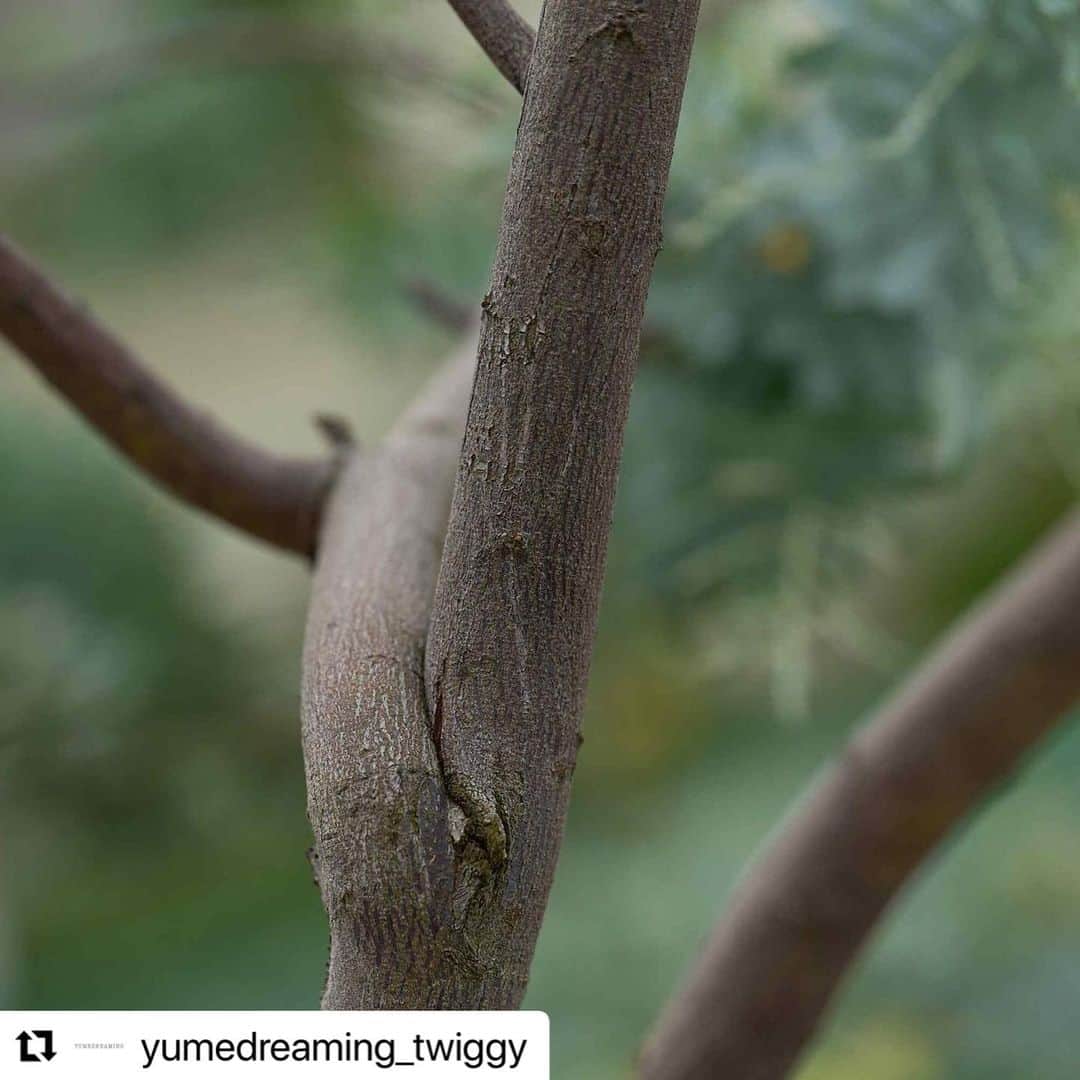 松浦美穂のインスタグラム：「#Repost @yumedreaming_twiggy with @use.repost ・・・ .  EPICUREAN  エピキュリアン  ヘアサロンTWIGGY. 発のオリジナルブランドYUMEDREAMINGのシグネチャーラインであるEPICUREAN。  快楽主義を意味する「エピキュリアン」という言葉は、古代ギリシャの哲学者・エピクロスに由来しています。精神的な幸福や心地よさ、人それぞれの満足や贅沢を彷彿とさせるこの言葉に着想を得て、TWIGGY.が、それぞれの満足、心地よさ、豊かさ、幸福に出合える場所であり、一人ひとりの心と身体を潤す存在でありたいという願いを込めて、EPICUREANと名付けました。  #YUMEDREAMING #ユメドリーミン #EPICUREAN#エピキュリアン #TWIGGY.#ツイギー」