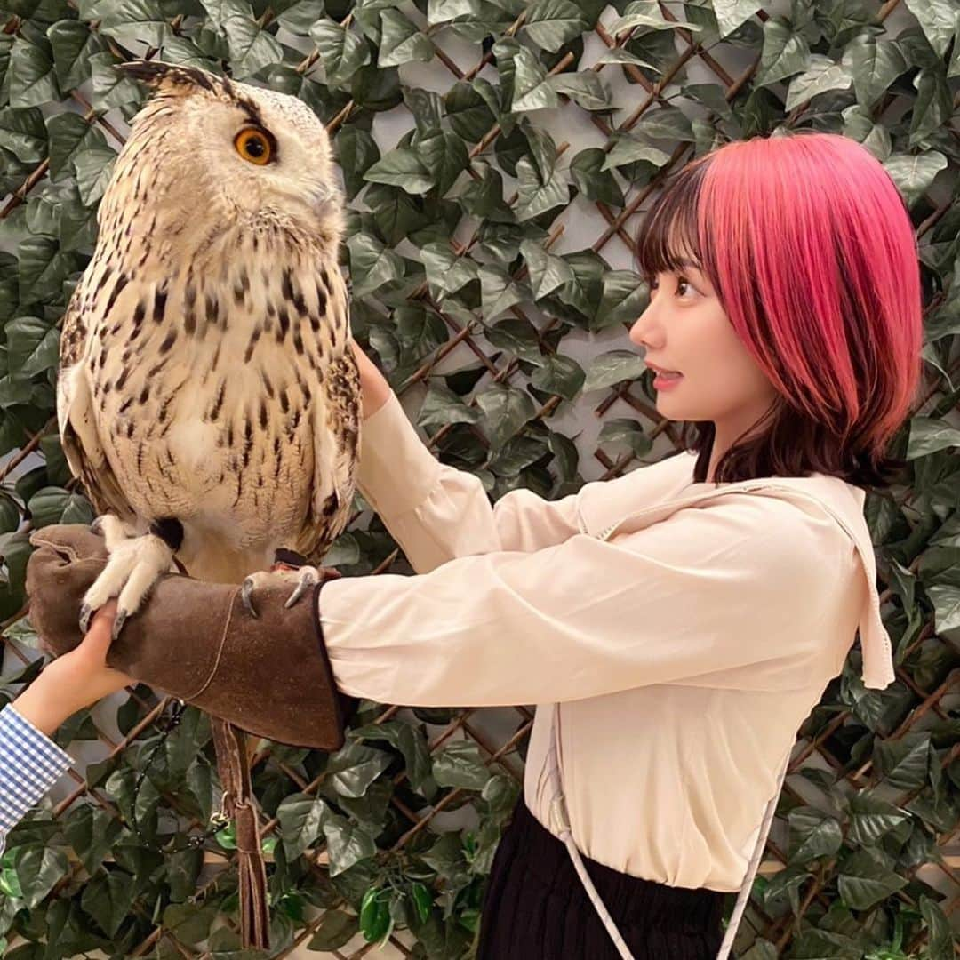 カワイレナのインスタグラム：「みてみて〜フクロウ🦉  少し前に動物カフェ行った時に 腕にのせてもらったのだけど ずっしり重かった〜😤  #動物カフェ #フクロウカフェ #梟 #フクロウ #猛禽類 #animal #animalcafe #owl  #派手髪 #派手髪女子 #赤髪 #動物好き」