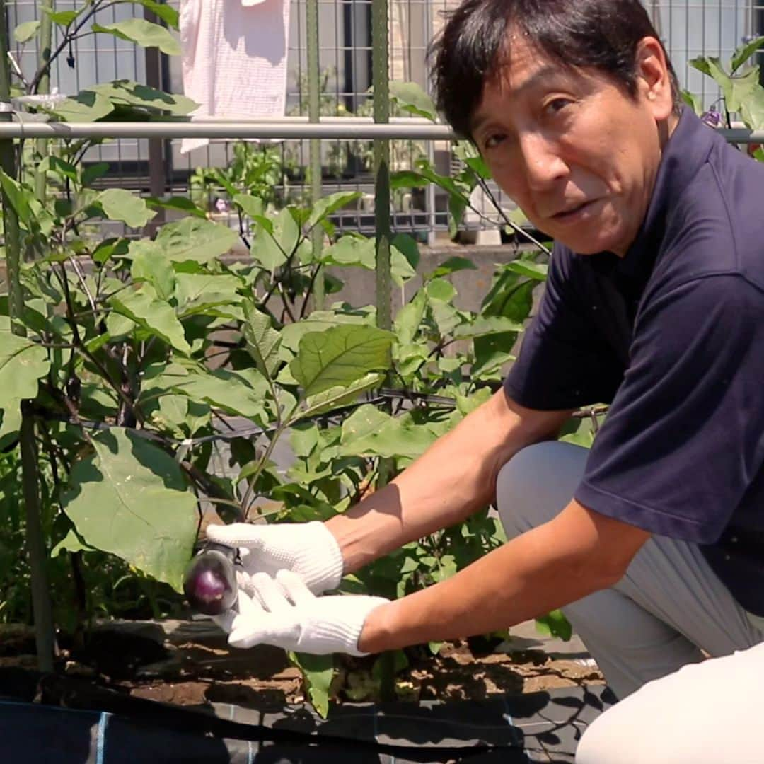 菅原一秀さんのインスタグラム写真 - (菅原一秀Instagram)「37℃のなかですが、朝獲れ夏野菜」7月26日 15時20分 - sugawaraisshu