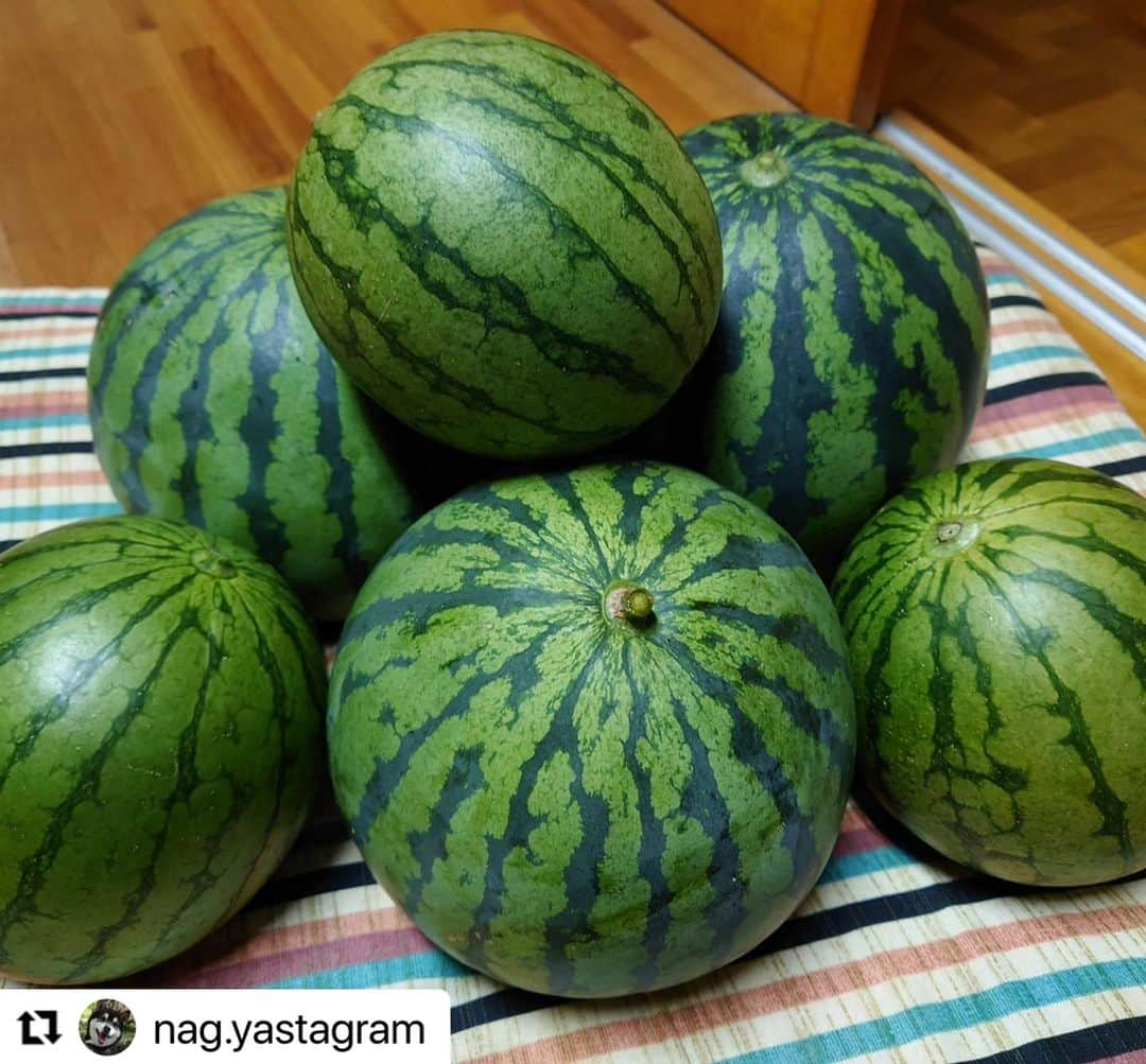 Gero City【下呂市公式アカウント】さんのインスタグラム写真 - (Gero City【下呂市公式アカウント】Instagram)「#Repost @nag.yastagram with @use.repost ・・・ 西瓜サマー(様)🍉な日  今朝の収穫🥒🍅🍆🫑🍉 家庭菜園の野菜たちが元気です 毎朝のパトロールからの 収穫が楽しくて楽しくて  寝起きで タンクトップにステテコ姿💦🤣 虫除けスプレーして 長靴履いて手袋して レッツラゴー！ 自分の大切な時間、好きな時間  #家庭菜園#畑パトロール #寝起き#タンクトップ#ステテコ #虫除けスプレー#長靴#手袋 #レッツラゴー#収穫 #西瓜様#西瓜サマー#☀ #🎐 #西瓜#ゴーヤ#白茄子#ししとう #ミニトマト#オクラ #自分時間#大切な時間#好きな時間 #夏休み#下呂の夏休み #gerostagram」7月26日 15時21分 - gerostagram