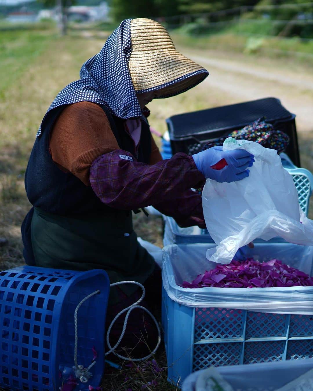 鈴木六夏さんのインスタグラム写真 - (鈴木六夏Instagram)「今夜21:00  @6hana_beauty 8月分販売開始です！  先日の浦幌町訪問では、私もハマナスの花摘みを体験させていただきました。 薔薇なのでトゲもあるし 自然農法なので虫たちもいる。 雑草さえも、必要以上に除去せず 手で間引いていく程度だそうで ここでも「オーガニック」という真の意味を勉強させて頂きました！  そして何よりも 私たちの大先輩である、70代80代のお母さんたちが、元気に明るく 花摘みが大好きなのよ！と言いながら チャッチャチャッチャ作業を進めていく姿が何よりも美しくたくましく、 感動しました！  6hanaのベースは “水”ではなく このハマナスのお花を蒸留した “ハマナス花水”です。とても贅沢な 大自然のパワーがつまっています。  今回は２本セットで、健一自然農園さんのお茶がついてきます✨✨✨ もちろん単品販売も行いますので ぜひともご利用くださいませ！」7月26日 15時59分 - rikuka.62
