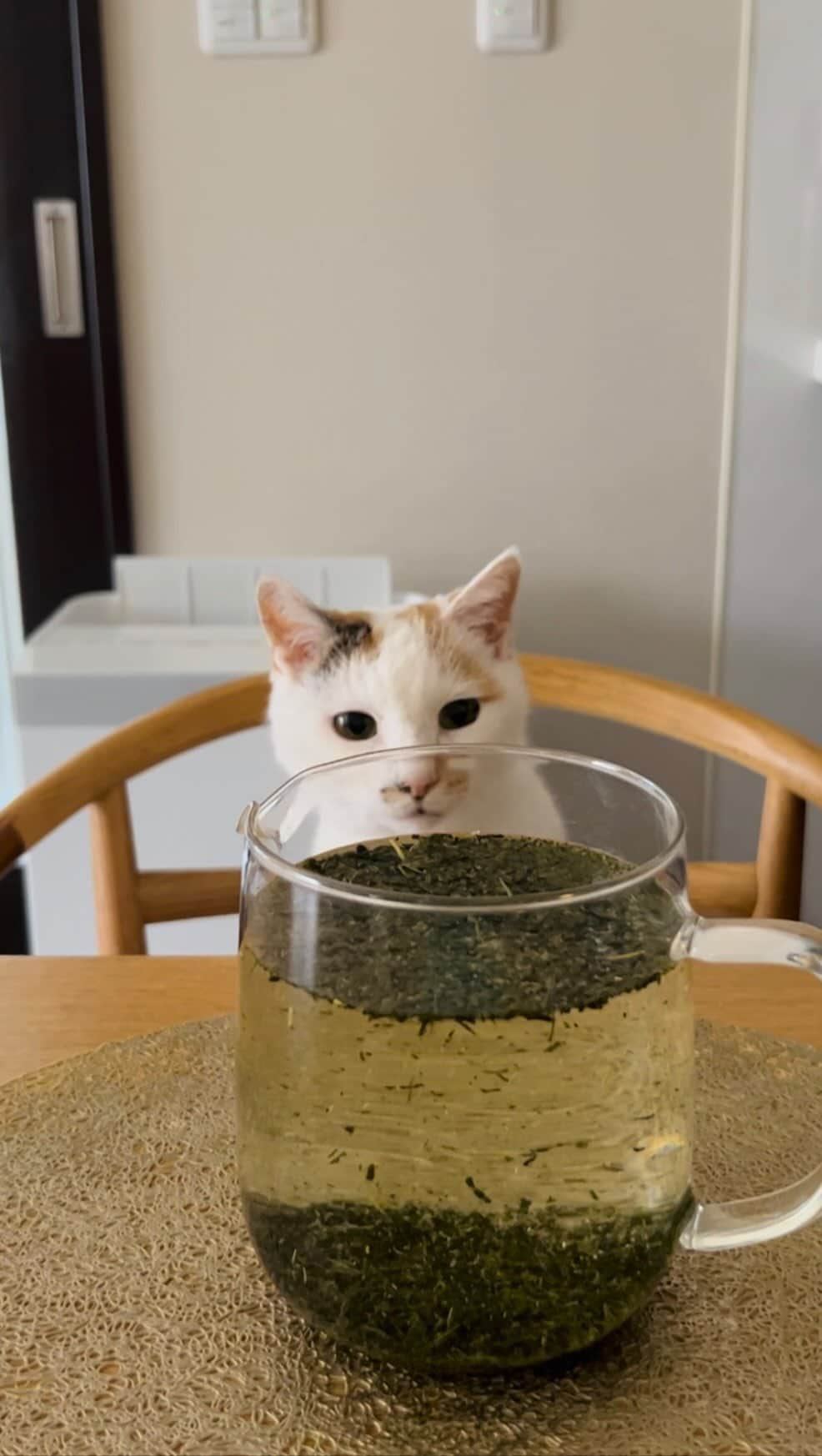 マルのインスタグラム：「🍵つめたくて美味しい緑茶₍^·͈༝·͈^ฅ   医学博士で管理栄養士の #本多京子　先生が紹介されていた 水出し法は、苦味をおさえて 甘み・旨みを引き出すそうです。  水1リットルに 茶葉ティースプーン5杯くらい (およそ10g)入れて冷蔵庫で冷やし 茶漉しでこして飲みます。  苦味渋みがおさえられ アミノ酸のテアニンが多く溶けだして うま味が引き立つそうです😊  #水出し緑茶 #冷やして飲むみん #お茶の時間 #tea #緑茶 #猫動画 #猫との暮らし #cat  #cats #もふもふ #日常 #猫 #catstagram #catsofinstagram #gato #ねこ部」