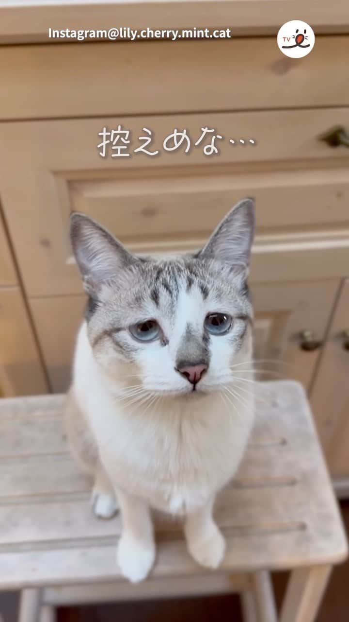 PECOねこ部のインスタグラム