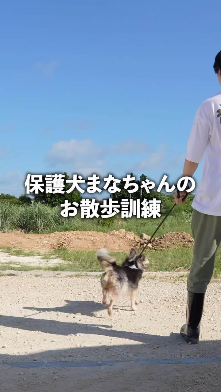 小野裕人のインスタグラム：「宮古島で保護犬まなちゃんのお散歩 野犬だったところを保護された"まなちゃん"は、リードをつけてのお散歩に慣れていません。「野犬に道なんてないから。人間は歩いてほしい道があるから。」という「宮古島セーブザアニマルズ」代表の中原絵梨奈さんの言葉にハッとさせられました。人は自分の都合や常識で考えてしまうけど、犬の気持ちになったらそうじゃないこともあるんだって。実際にこうやって犬猫保護シェルターに足を運び体験して初めてわかることも多く、とても勉強になります。 @save.the.animals385  #宮古島セーブザアニマルズ #保護犬 #お散歩 #ボランティア活動 #宮古島」