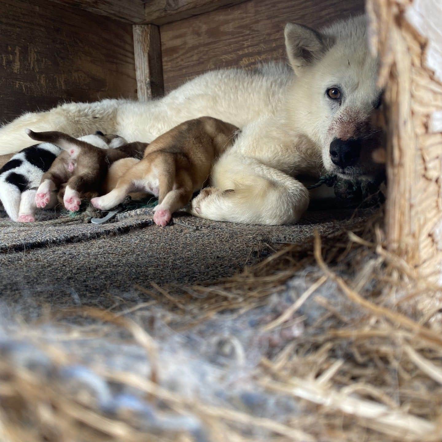 テレ朝newsさんのインスタグラム写真 - (テレ朝newsInstagram)「【北極ノート】 初めて赤ちゃん犬に遭遇！ お尻がとってもキュート シオラパルクでは人間よりも犬の方が多いです #松本と屋比久の北極滞在記　#北極ノート　#テレ朝news #犬　#dog　#かわいい　#癒し　#北極」7月26日 17時05分 - tv_asahi_news