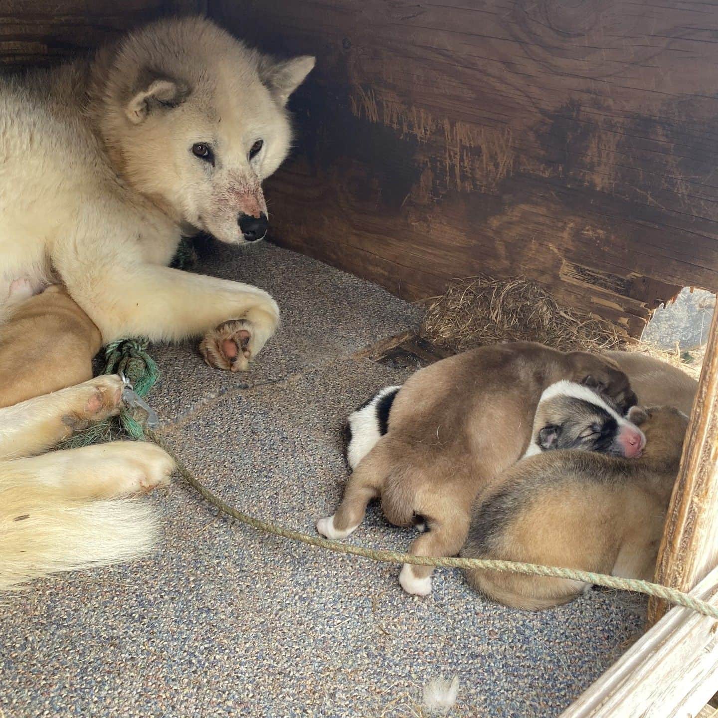 テレ朝newsさんのインスタグラム写真 - (テレ朝newsInstagram)「【北極ノート】 初めて赤ちゃん犬に遭遇！ お尻がとってもキュート シオラパルクでは人間よりも犬の方が多いです #松本と屋比久の北極滞在記　#北極ノート　#テレ朝news #犬　#dog　#かわいい　#癒し　#北極」7月26日 17時05分 - tv_asahi_news