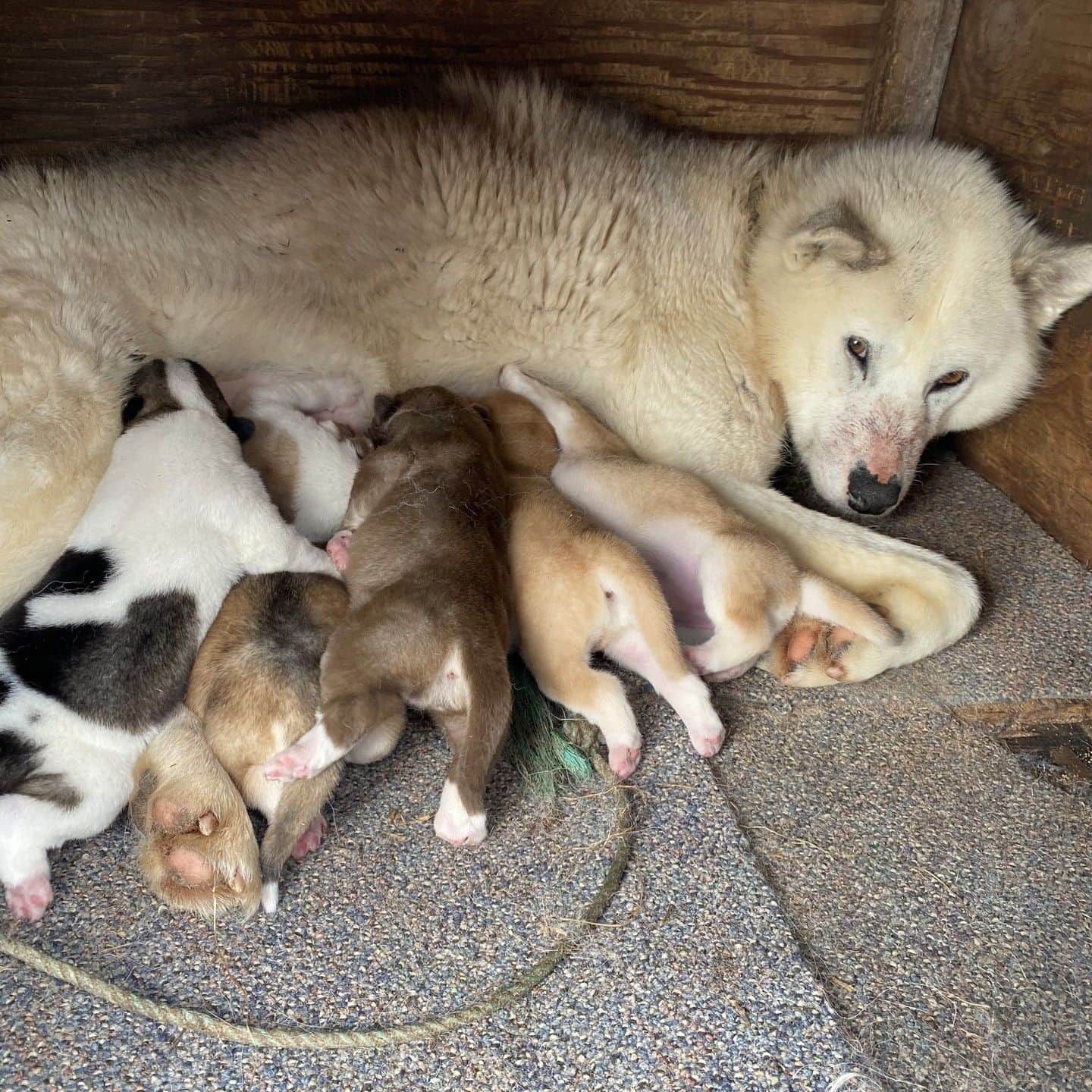 テレ朝newsさんのインスタグラム写真 - (テレ朝newsInstagram)「【北極ノート】 初めて赤ちゃん犬に遭遇！ お尻がとってもキュート シオラパルクでは人間よりも犬の方が多いです #松本と屋比久の北極滞在記　#北極ノート　#テレ朝news #犬　#dog　#かわいい　#癒し　#北極」7月26日 17時05分 - tv_asahi_news