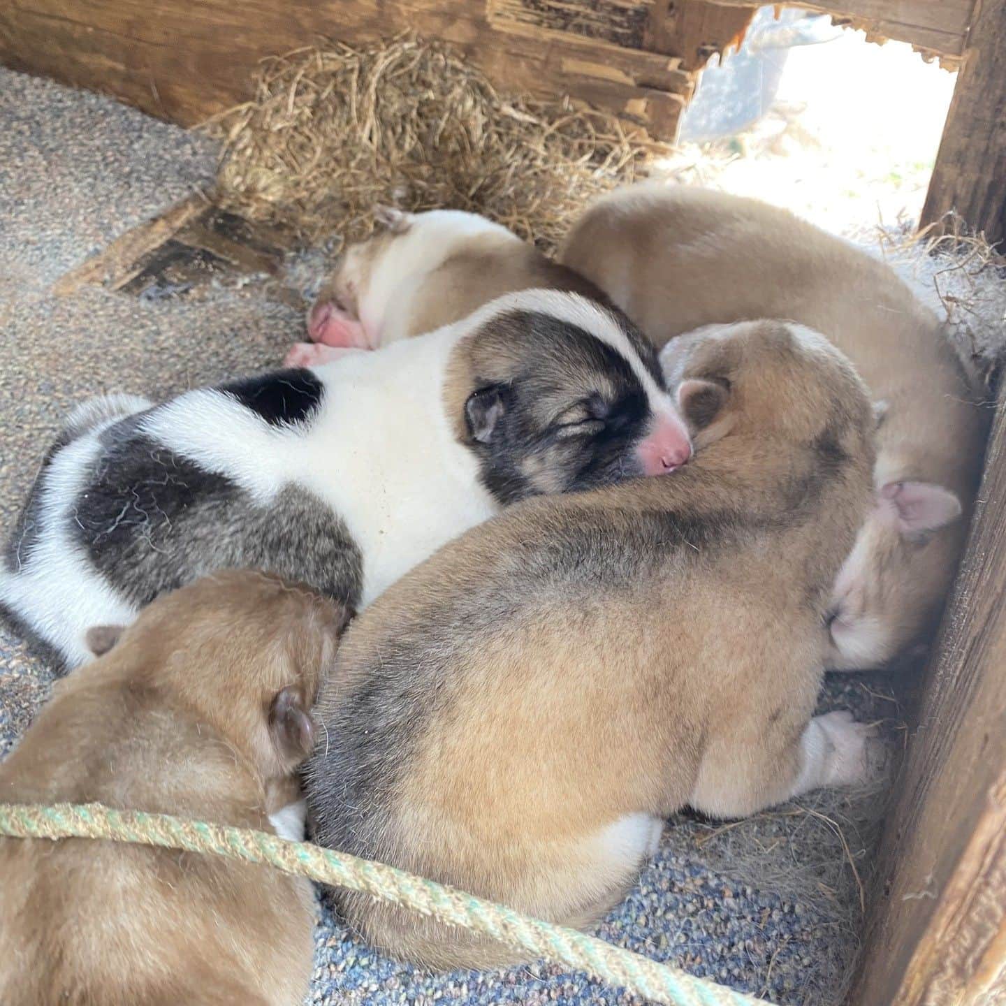 テレ朝newsさんのインスタグラム写真 - (テレ朝newsInstagram)「【北極ノート】 初めて赤ちゃん犬に遭遇！ お尻がとってもキュート シオラパルクでは人間よりも犬の方が多いです #松本と屋比久の北極滞在記　#北極ノート　#テレ朝news #犬　#dog　#かわいい　#癒し　#北極」7月26日 17時05分 - tv_asahi_news