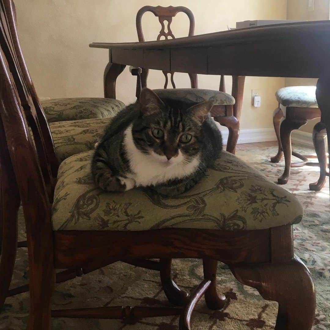 ジェシカ・アシュリーのインスタグラム：「🐱he used to be an outdoor cat」