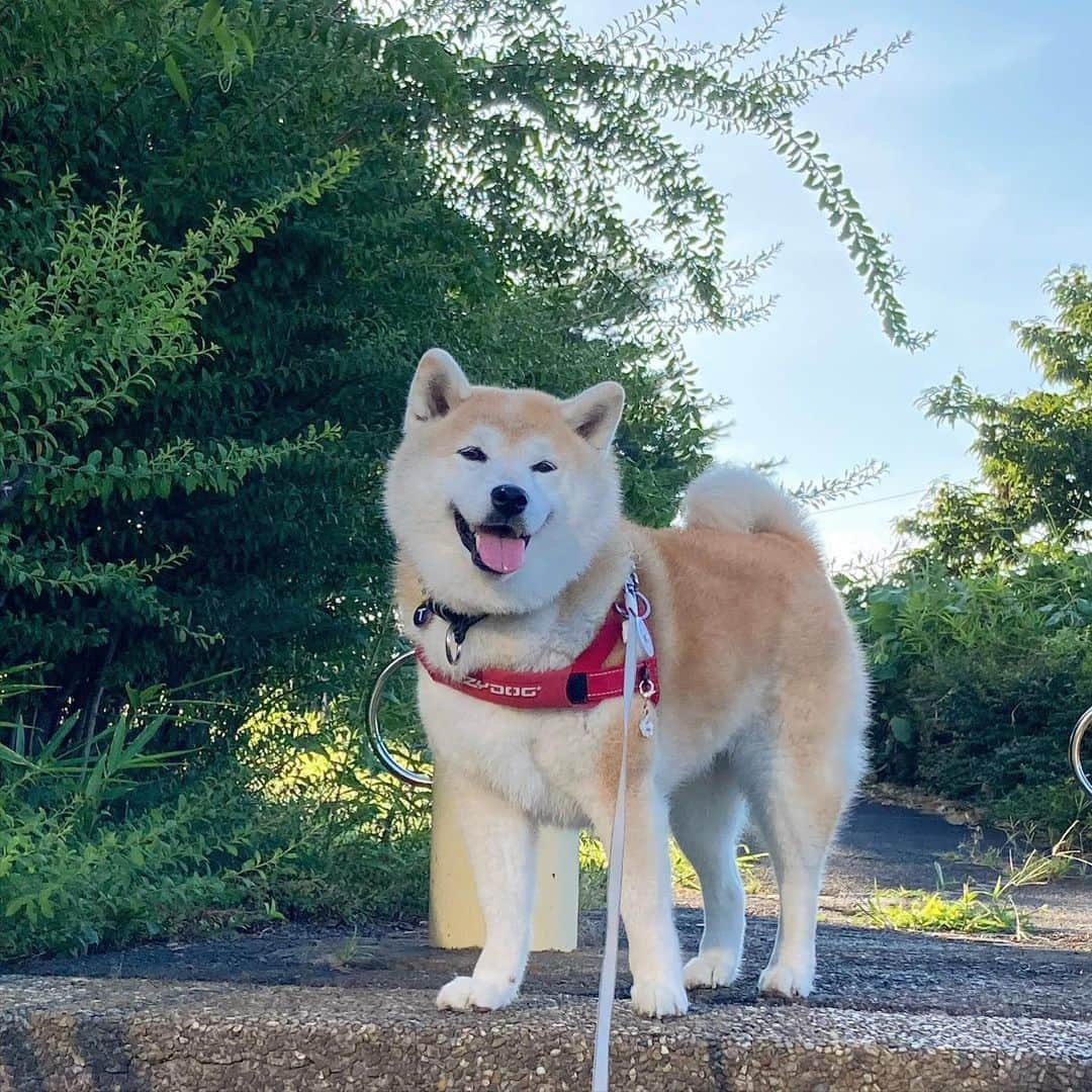 てんパパのインスタグラム：「ハニワ公園の脇の道は、風の通り道なのか、たいてい気持ちの良い風が吹いてる。 #風の通り道 #てんこの通り道　#ハニワ公園 #正しい柴犬さん」