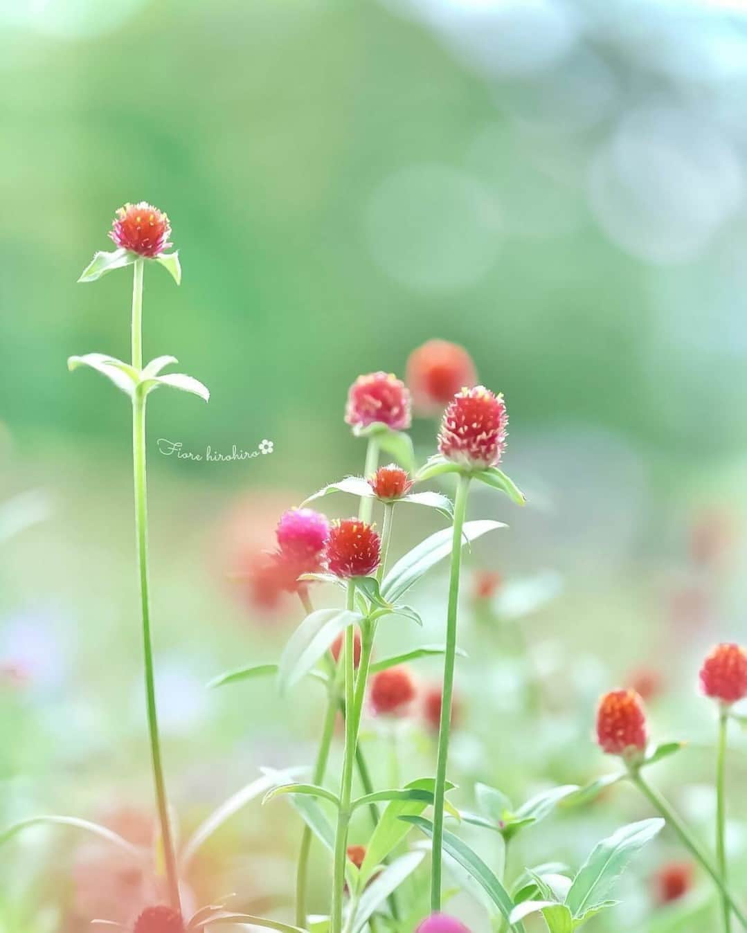 花の写真館のインスタグラム：「Photo by @fiore_hirohiro. https://instagram.com/fiore_hirohiro/ . Original Post[投稿いただいたURL] https://www.instagram.com/p/CuNyBrrP1FM/ . 本アカウントは、 #私の花の写真 をつけてInstagramに投稿された皆さまの花の写真や、「花の写真館」Facebookページで投稿された花の写真を紹介します。 「花の写真館」Facebookページは、「 @floral.photograph 」のプロフィールにあるURLからご覧ください。 . ※各種法令、マナー、関係者の指示に従った撮影をお願いします。 *Please ensure that your photography adheres to all relevant laws, etiquette, and instructions issued by authorized persons. ※本アカウントは東京カメラ部がFacebook、Instagramのサービスを利用して運営しているもので、Meta社・Instagramとは一切関係ありません。 . #花の写真館 #floralphotograph #floralphoto #flower #flowers Follow: @floral.photograph」