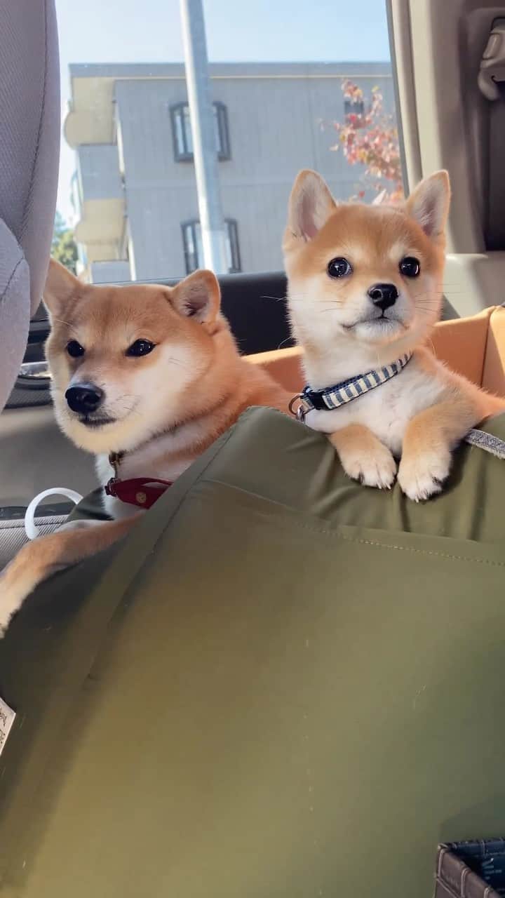 豆柴にこちゃんのインスタグラム：「🐶 ちびたまドライブ。 落ち着きがない！  たまは来月3歳になるので、 小さい頃の動画をプレイバック🐈  ちなみに、我が家のたまの呼び名は、 たま、たまちゃんの他に以下で呼ぶことも。  茶魔 たまたま たまにゃん たまたん てゃま にゃま  変化球多め。  #柴犬#豆柴#mameshiba #shibastagram#japanphoto#shibainu#犬#shibainumania#犬のいる暮らし#shiba_snap#shibainupuppy#多頭飼い#dog#いぬすたぐらむ#puppy#dogstagram#instadog #doglover#pecoいぬ部#pecotv#いぬのきもち部#狗#子犬#barked#9gag#9gagpets#시바견」