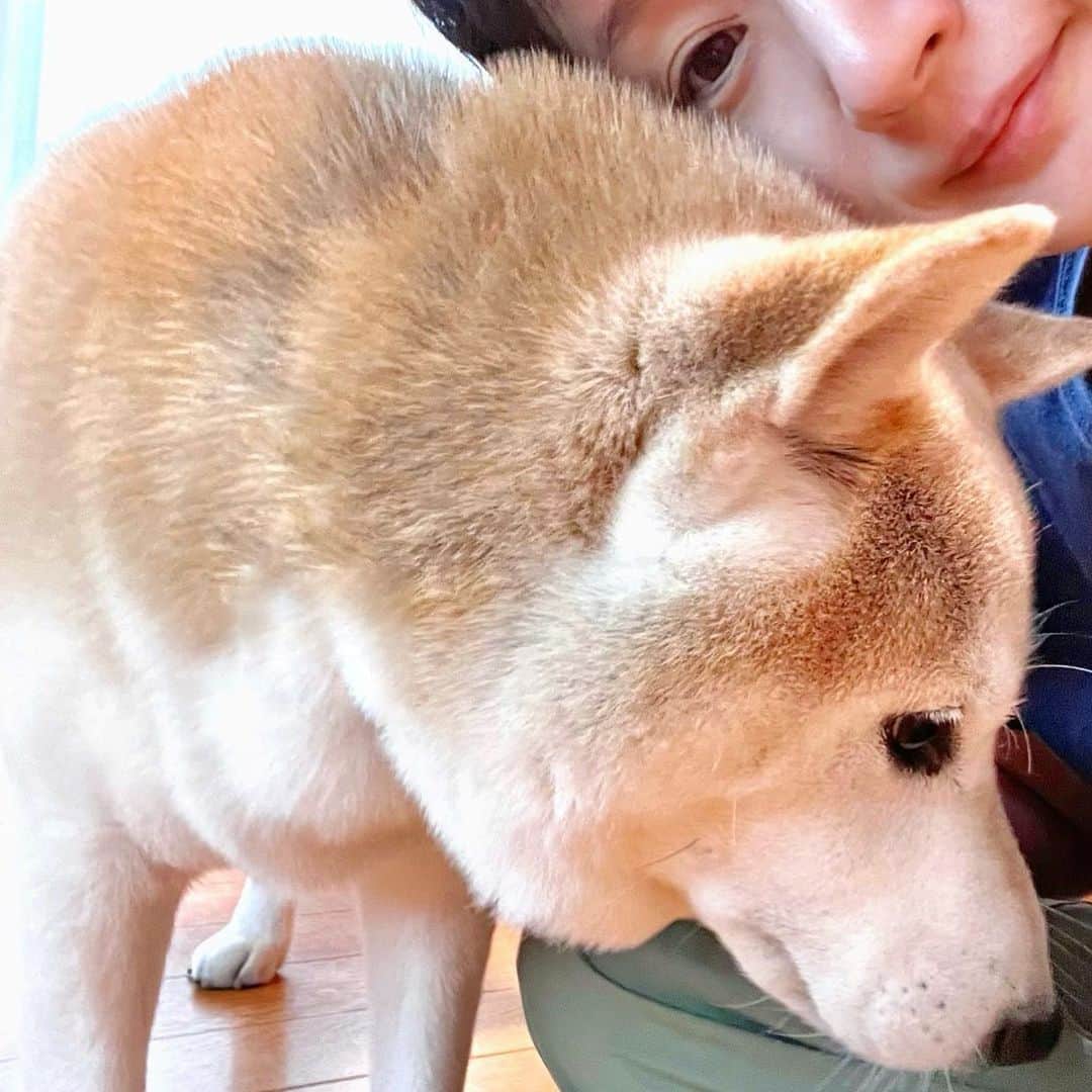 千秋のインスタグラム：「うちの犬🐕」