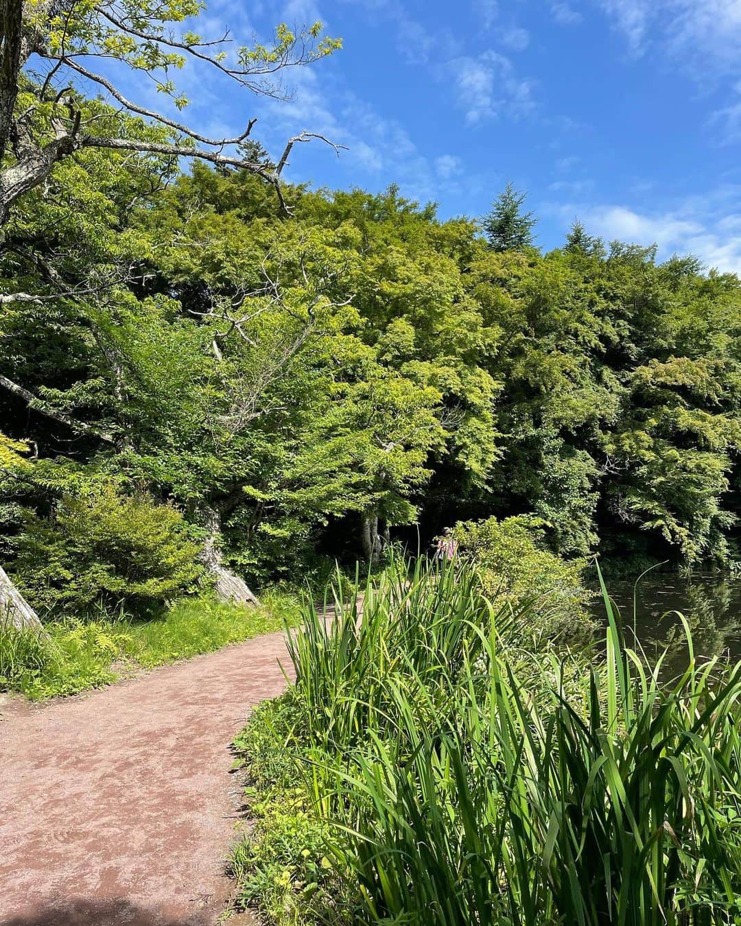 奥山春香さんのインスタグラム写真 - (奥山春香Instagram)「緑の中に住みたい願望がすごい🌲🌲🌲」7月26日 19時47分 - corvetteharuka