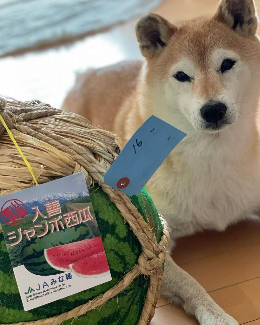 マロたんさんのインスタグラム写真 - (マロたんInstagram)「マロたんよりでかいスイカ🤩 🍉16kg🐕10kg 8月は山形の尾花沢スイカも買う！スイカ大好き！ 人生イヤイヤ期だけどテンション上がった🥹 #入善ジャンボ西瓜  #shiba #shibainu #柴犬」7月26日 20時01分 - minapple