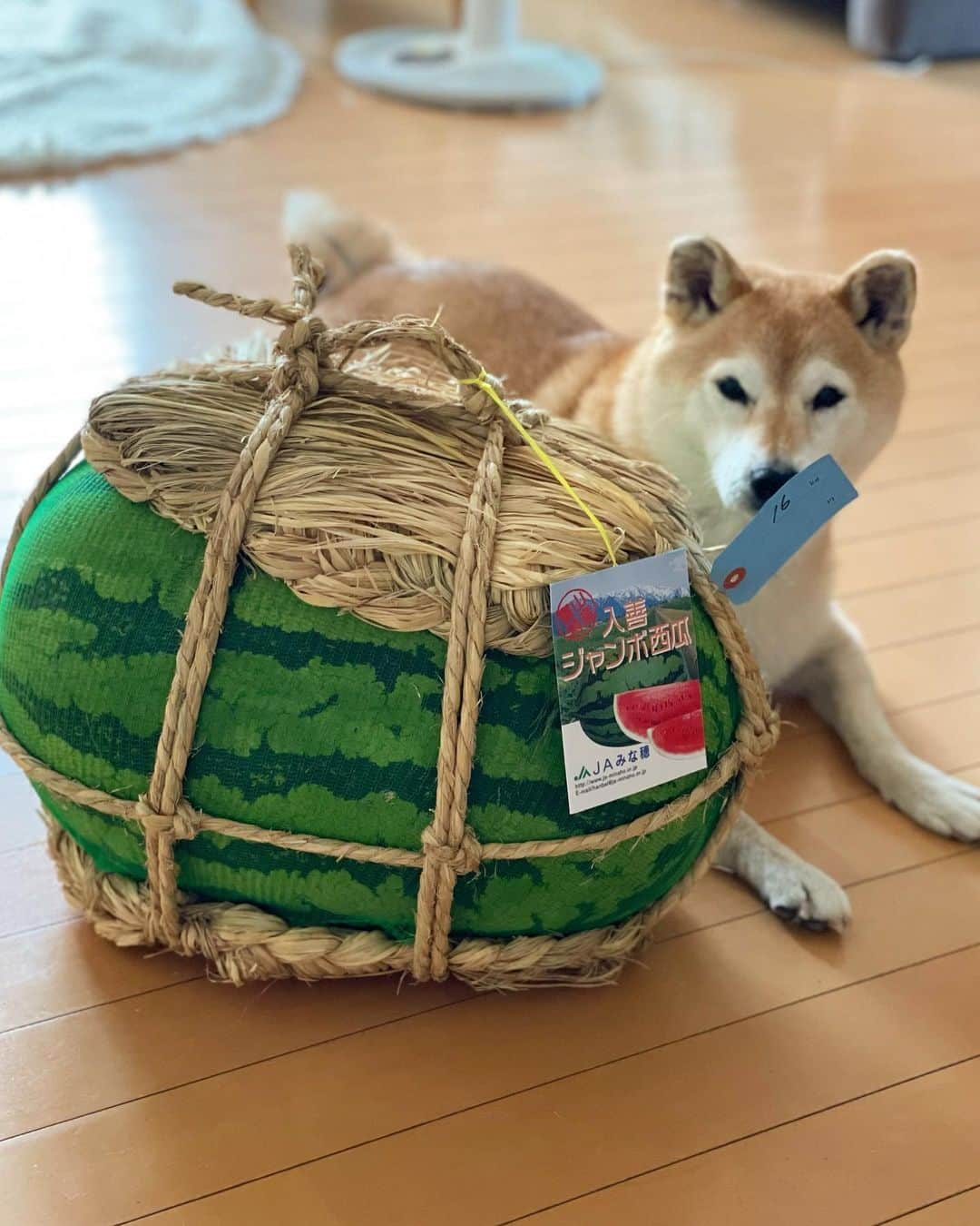 マロたんのインスタグラム：「マロたんよりでかいスイカ🤩 🍉16kg🐕10kg 8月は山形の尾花沢スイカも買う！スイカ大好き！ 人生イヤイヤ期だけどテンション上がった🥹 #入善ジャンボ西瓜  #shiba #shibainu #柴犬」