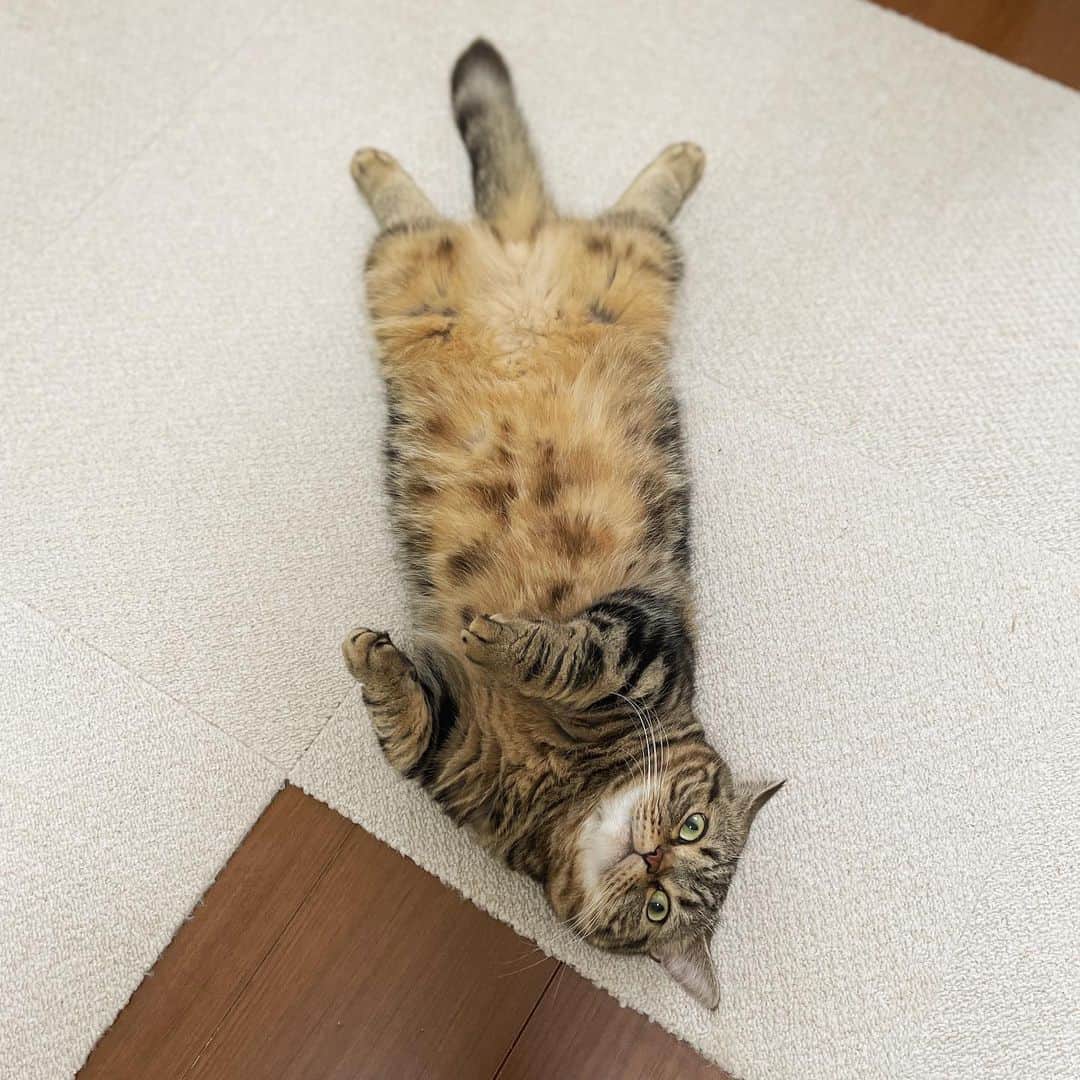 Purin_munchkincatのインスタグラム：「メルの開きです🐟  #短足マンチカンのプリンとメル #マンチカン #茶トラ #キジトラ #短足 #短足マンチカン #子猫 #ねこ部 #cat #munchkincat #catstagram #ilovecat #ふわもこ部 #catloversclub #munchkinlovers #catsofinstagram #にゃんすたぐらむ #ねこのいる生活 #猫好きさんと繋がりたい」