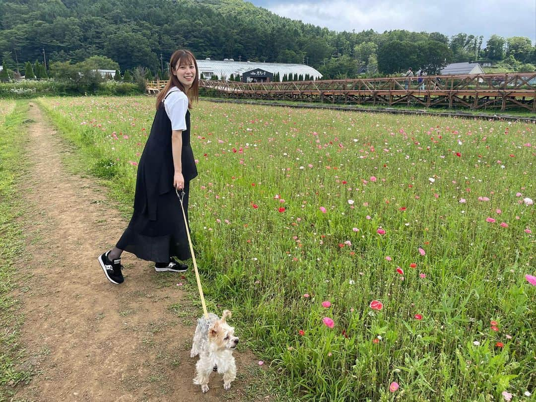 溝口恵さんのインスタグラム写真 - (溝口恵Instagram)「お花畑に行ったんだけど、いつも植え替えのタイミングとか台風通過後とかにあたってしまう💐 写真のお花は確かポピーだったはず？ 今度は満開の時に行きたいな〜 次はひまわりがたくさん咲くらしい🌻  #ひじめぐ #dog #愛犬 #犬」7月26日 20時02分 - mizomegudesu78