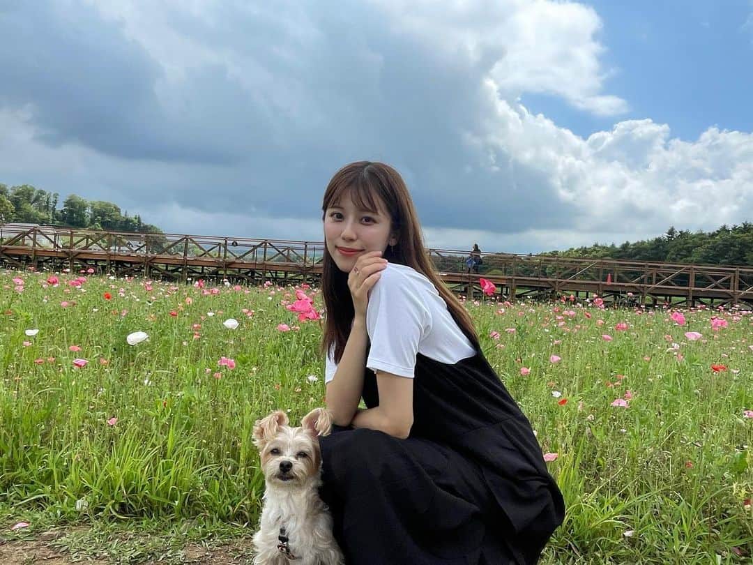 溝口恵のインスタグラム：「お花畑に行ったんだけど、いつも植え替えのタイミングとか台風通過後とかにあたってしまう💐 写真のお花は確かポピーだったはず？ 今度は満開の時に行きたいな〜 次はひまわりがたくさん咲くらしい🌻  #ひじめぐ #dog #愛犬 #犬」
