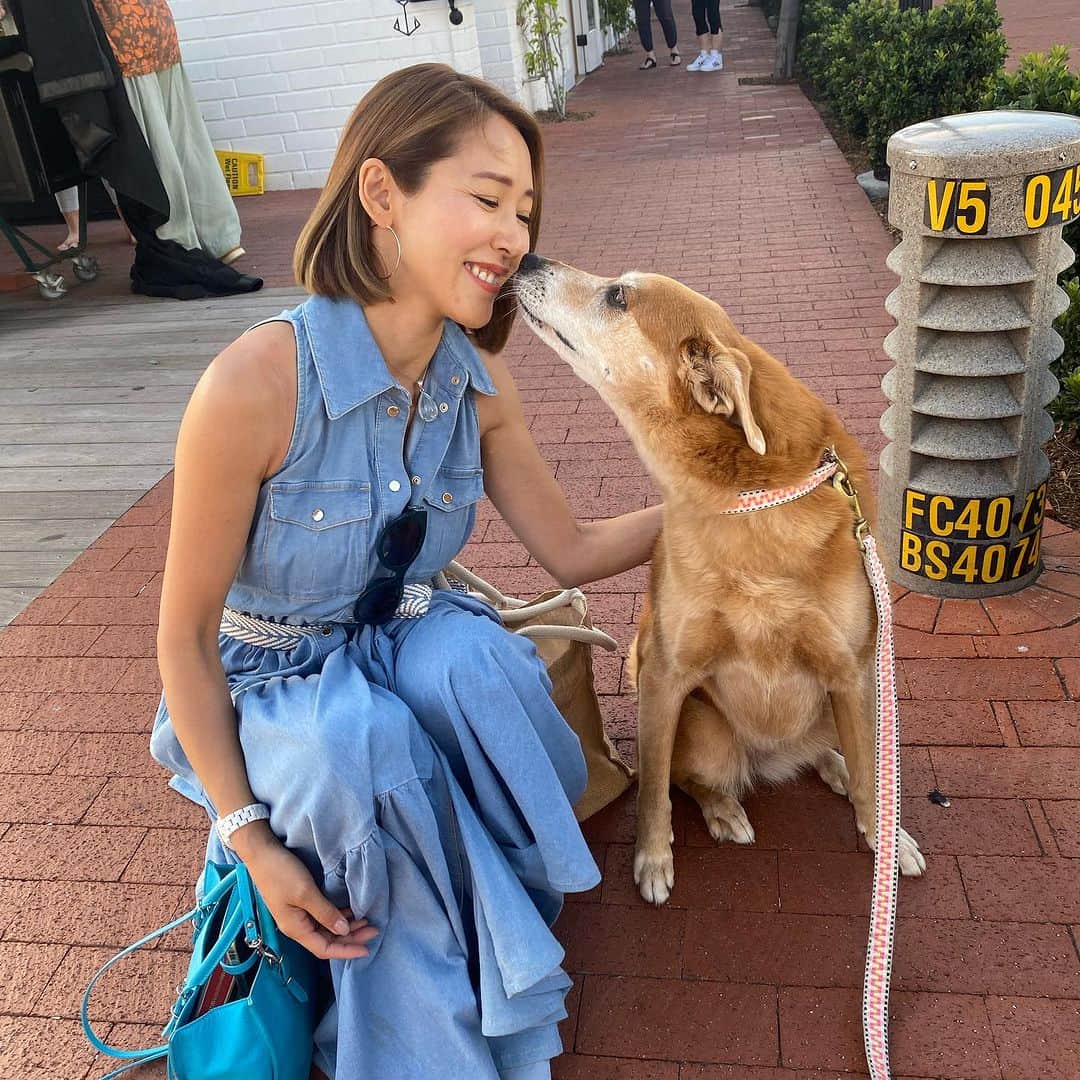 長谷川朋美さんのインスタグラム写真 - (長谷川朋美Instagram)「OCでやっと会えた❤️ @yuko_mcmahon の愛犬ルーシー😍  もう可愛くってお利口さんで✨ 愛されてるのね🥹とすぐわかるお顔。  アメリカではアダプト（日本でいう保護犬） のワンコがとても多いのです。  日本みたいにペットショップはありません。 （一部を除く）  ゆーこさんと仲良くなったのは最初、 犬に対する共通の思いが大きいです🥹  欧米ではドックフレンドリーなお店が多く スーパーや公共施設も大体同伴OKです。  日本はこういうところが遅れていて残念😢  インスタではやり取りさせていただいてましたが 旦那様のマークにも会えて嬉しかった✨  OCと葉山でのそれぞれの ライフスタイルが被ることが多く、 特にボートライフは最高ですね🌈  連れてっていただいたレストランも とってもお洒落でお料理も 本当に全部美味しかったー😍  ゆーこさんとはその後も22時過ぎまで語り合い…  YouTubeも撮影したので🤣 お楽しみにどうぞ！！  ※最後の写真だけはテラニアリゾートで 出会ったキャバリア🐶笑 つい声をかけて写真を撮ってしまいました🤣  #la #california #cali #oc #OrangeCounty #ニューポートビーチ #newportbeach #boatlife #boat #lidoisland #balboa #balboaisland」7月26日 20時10分 - hasegawa.elena.tomomi