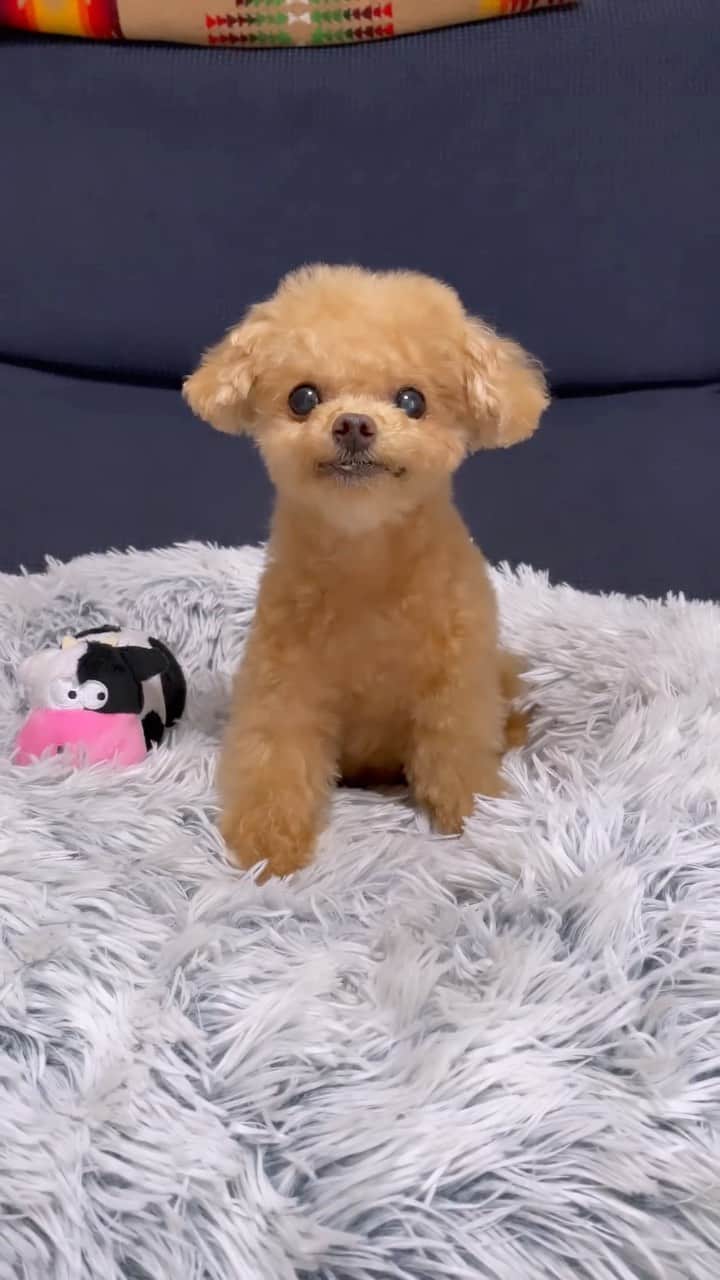 ふわのインスタグラム：「3,2,1…  #toypoodle#toypoodlegram#dogsofinstagram#instadog#doglover#doglife#dog#fuwamama#ふわ#トイプードル#ふわもこ部#犬バカ部#親バカ部#犬のいる暮らし#いぬすたぐらむ#トリミング#変身」