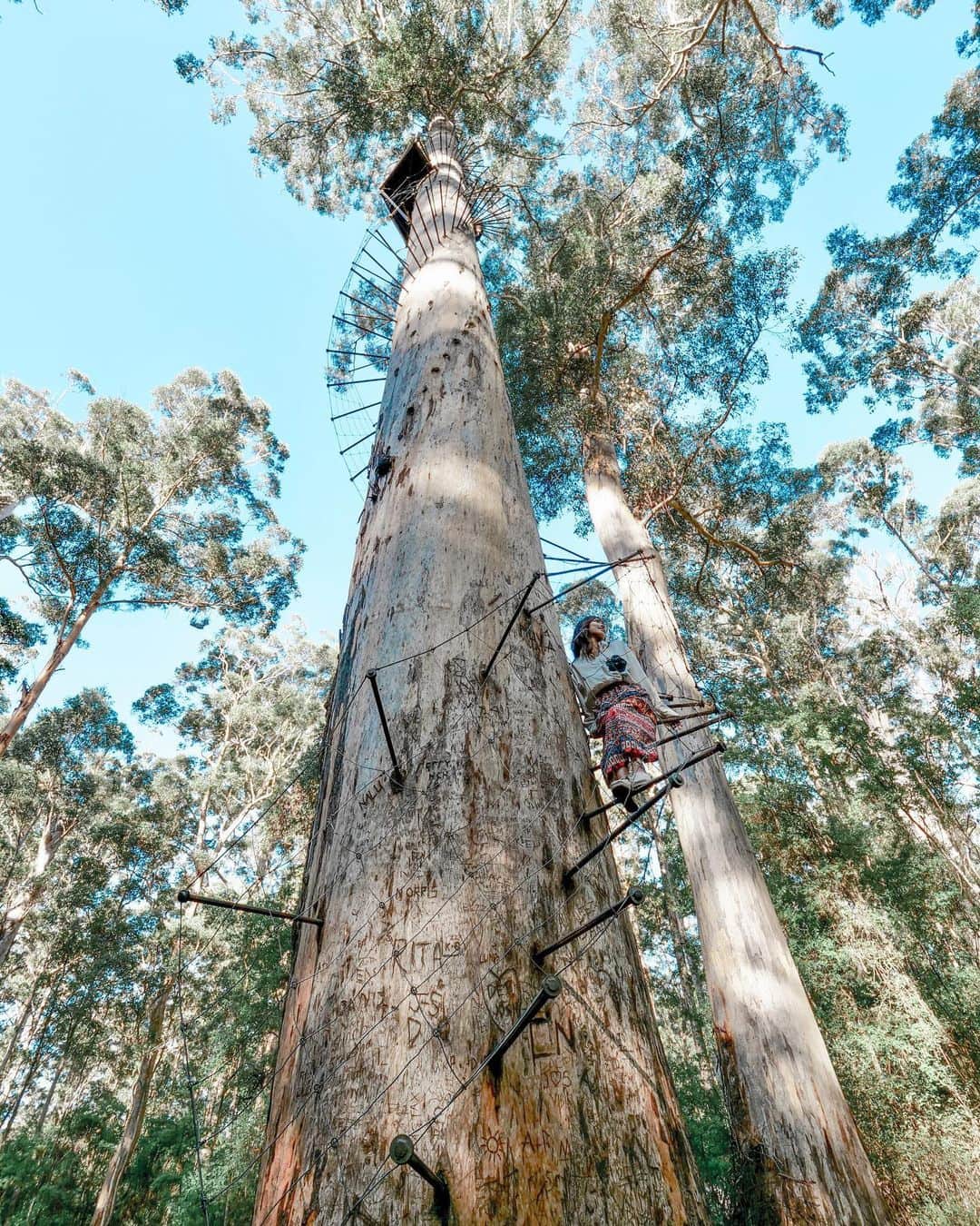 溝呂木世蘭のインスタグラム：「西オーストラリアにある高さ75mのとにかく大きい木！！  📍Dave Evans Bicentennial tree  木には杭がたくさん刺さってて それを階段みたく登れるようになってるよ🙆🏼‍♀️  一番上の方までは怖すぎて断念🫢  でも一番怖かったのは 早朝だったから 誰もいないと思って数十分写真タイムしてたんだけど、  いきなり上から人が降りてきたこと🥷🥷🥷  めちゃくちゃびっくりした笑笑  近くの森の中も探検して 自然をたくさん感じれる体験でした♡  #西オーストラリア#75mの木#DaveEvansBicentennialtree#Australia#タビジョ#女子旅#旅好き#ロードトリップ#キャンピングカー#木登り#自然を感じる #旅行好きな人と繋がりたい」