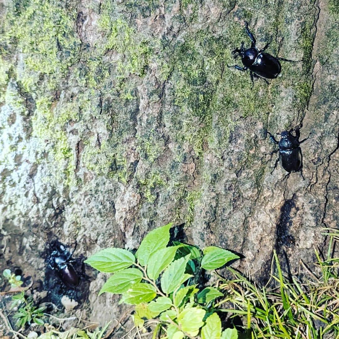磯部正文のインスタグラム：「⁡ 先日外出した時にカブトムシ・クワガタ展やってるのを見かけて 虫好きになりつつある1歳息子とin⁡ 帰りに⁡カブトムシのオス1匹いただいたのですが  うちで過ごして観賞するよりはクヌギの木の樹液吸って過ごした方が良いのかもと  知ってるクヌギの木へ🚴⁡ ⁡⁡ ⁡ちょうどカブトムシ探しに親子連れが何組か⁡ ⁡会話しつつ よく見たらメスもいるしカブトムシウヨウヨ  すごいなあの木⁡ ⁡ま ちょうど良かった感じになった」