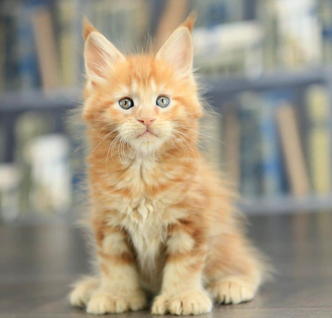 МейнКун MaineCoon Питомникのインスタグラム：「Чудесная рыжая полидактильная девчонка✨」