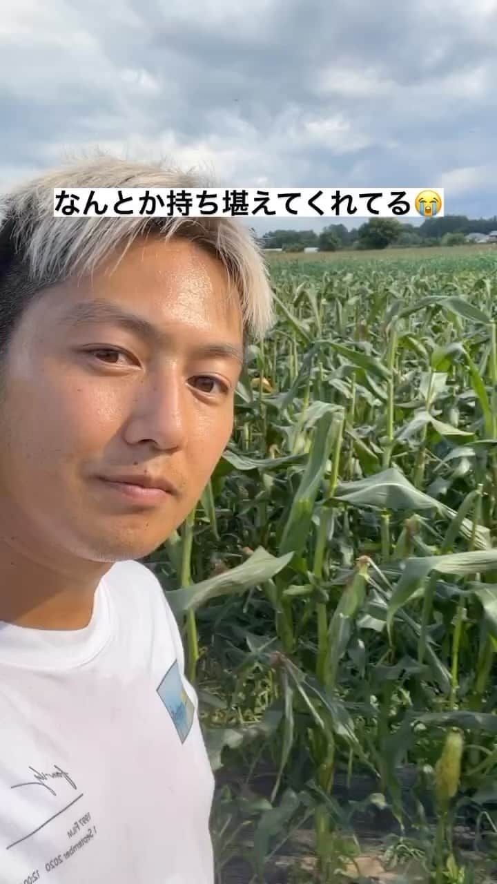 工藤阿須加のインスタグラム：「ストーリーに載っけたけど、こちらにも🫡 ついに明日収穫1発目👍 気合い入れて作業するぞー😆  #スイートコーン#トウモロコシ #農業#収穫」