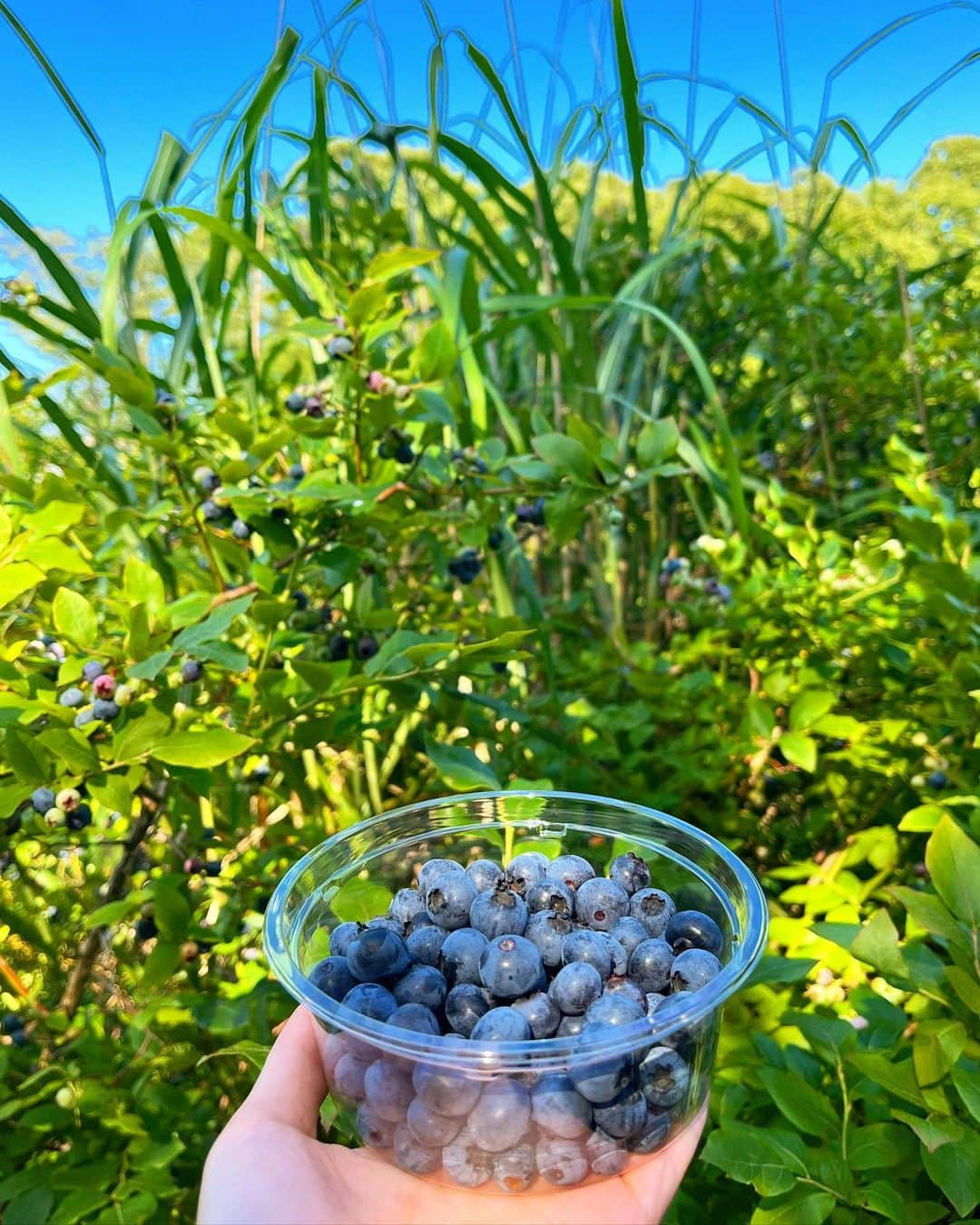 伊藤沙菜さんのインスタグラム写真 - (伊藤沙菜Instagram)「・ 今年もこの季節がやってまいりました🫡🔥 森町の元祖いかめし🦑  いかめし阿部商店 3代目社長 まやちゃんと一緒に森町をぐるっと巡り旅🌈✨シーズン2【パート1】 @maya_imai_124  ㅤㅤㅤㅤㅤㅤㅤㅤㅤㅤㅤㅤㅤ ✔︎まずは毎年恒例、森駅前の柴田商店で阿部商店の看板とともにパシャリ📸 ✔︎鮨 真岡でお寿司をたらふく食べた🍣カウンターに座って大将と話しながら食べるのがおすすめ👌🏻 ✔︎小竹さんのブルーベリー畑へ🫐ブルーベリーの木って本当におカワ💖ブルーベリーは抗酸化作用が強いと言われてるから爆食いした🫡🔥爆笑 ✔︎鳥潟農園のメロン畑へ🍈畑の見学後山盛りのカットメロンを出していただき美味しすぎて完食🫨🔥爆笑 ㅤㅤㅤㅤㅤㅤㅤㅤㅤㅤㅤㅤㅤㅤㅤㅤㅤㅤㅤㅤㅤㅤㅤㅤㅤㅤ 今季もまやちゃんといい思い出つくれてます💃💃✨ ㅤㅤㅤㅤㅤㅤㅤㅤㅤㅤㅤ ㅤㅤㅤㅤㅤㅤㅤㅤㅤㅤㅤ 明日もおもいっきり楽しみます💃💃✨ ㅤㅤㅤㅤㅤㅤㅤㅤㅤㅤㅤㅤㅤ #森町  #北海道旅行 #道南 #道南旅行  #FMノースウェーブ #ノースウェーブ」7月26日 20時55分 - 37room_official