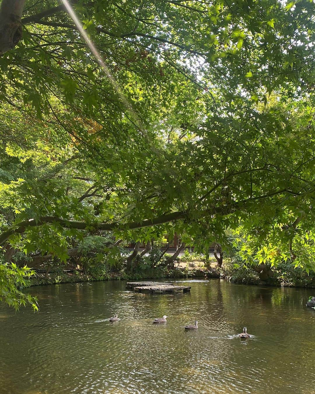 ホテル ニューオータニさんのインスタグラム写真 - (ホテル ニューオータニInstagram)「We have ducks swimming in Seisen Pond. On sunny warm days, they cool off in the shade of the trees, so if you look carefully you can find them!  清泉池を泳ぐカルガモたち。日差しの強い日は木陰で涼をとることが多いようなので、探してみてくださいね。  #夏 #夏休み #夏休み旅行 #カルガモ #カルガモ親子 #日本庭園　 #japanesegarden #japnesegardens #tokyo #japan #tokyotrip  #tokyotravel #tokyohotel  #virtualtour #japanbeauty #forbestravelguide #futuretravelguide #thepreferredlife #ホテルニューオータニ #ニューオータニ #hotelnewotani #newotani  #ホテル #東京ホテル #ホテルステイ」7月26日 20時51分 - hotelnewotanitokyo